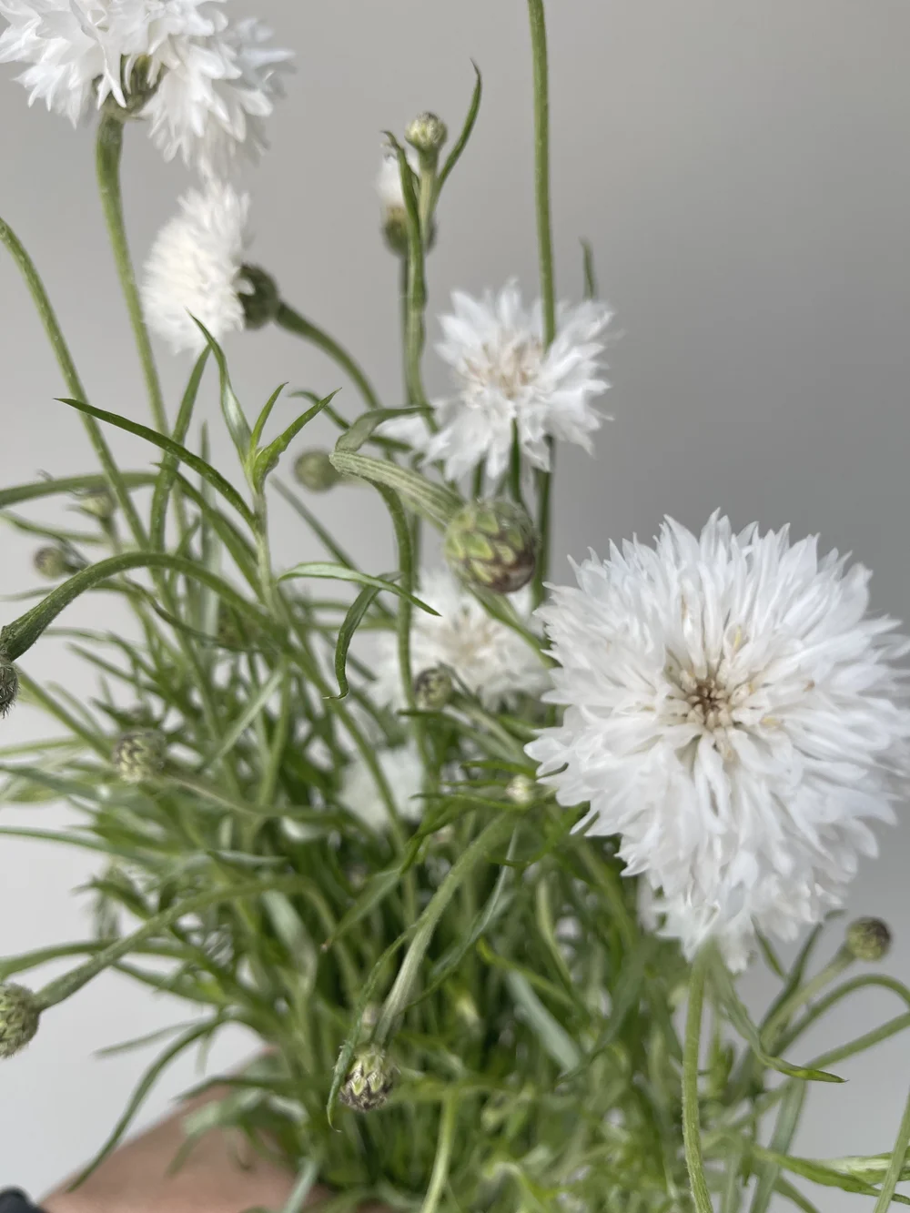 bachelor button.jpeg