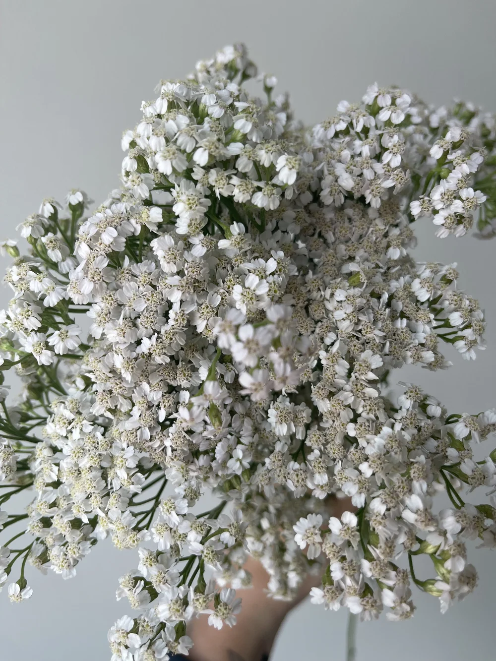 white yarrow.jpeg