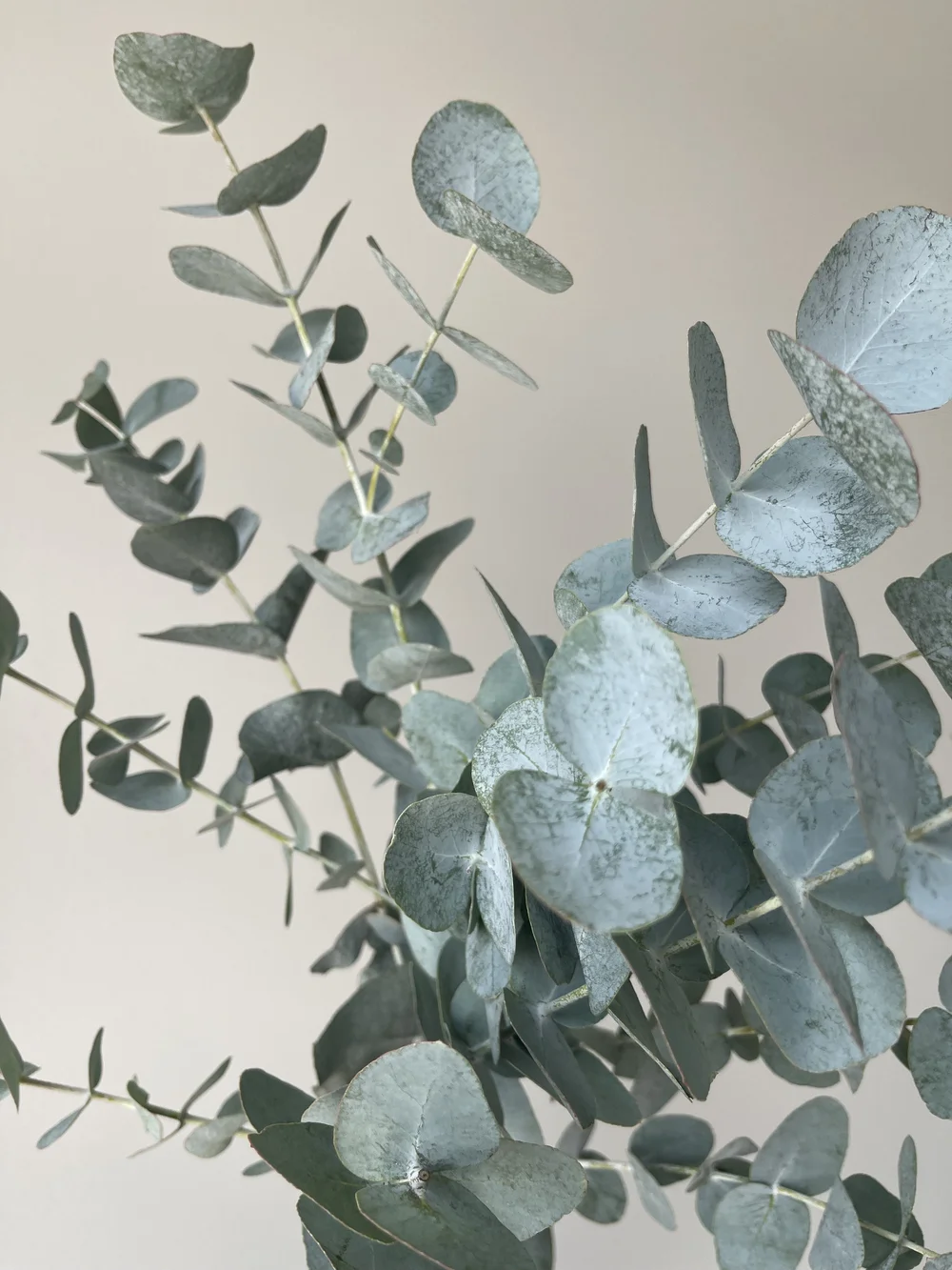 cinera eucalyptus.jpeg