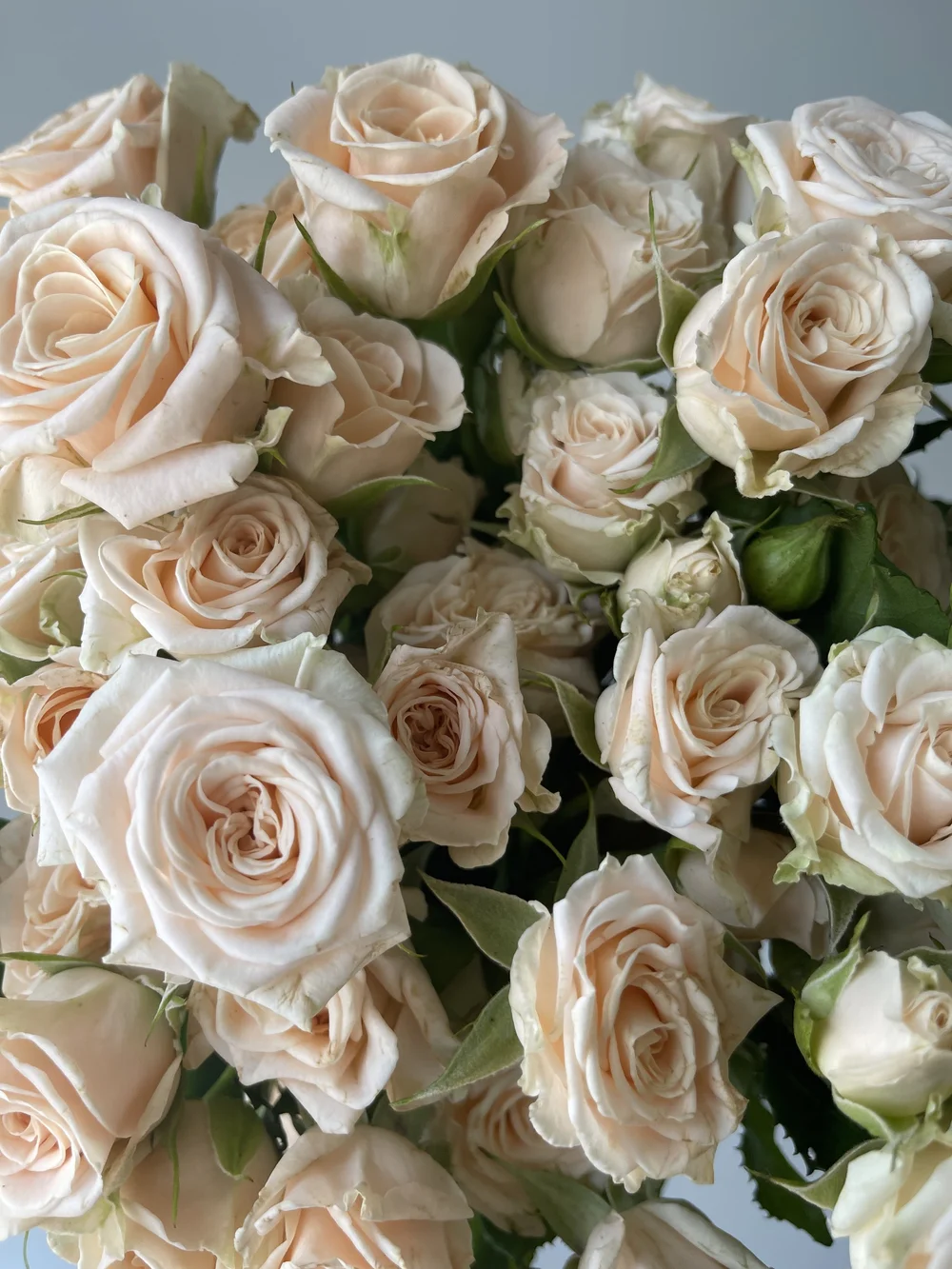 peach spray rose.jpeg