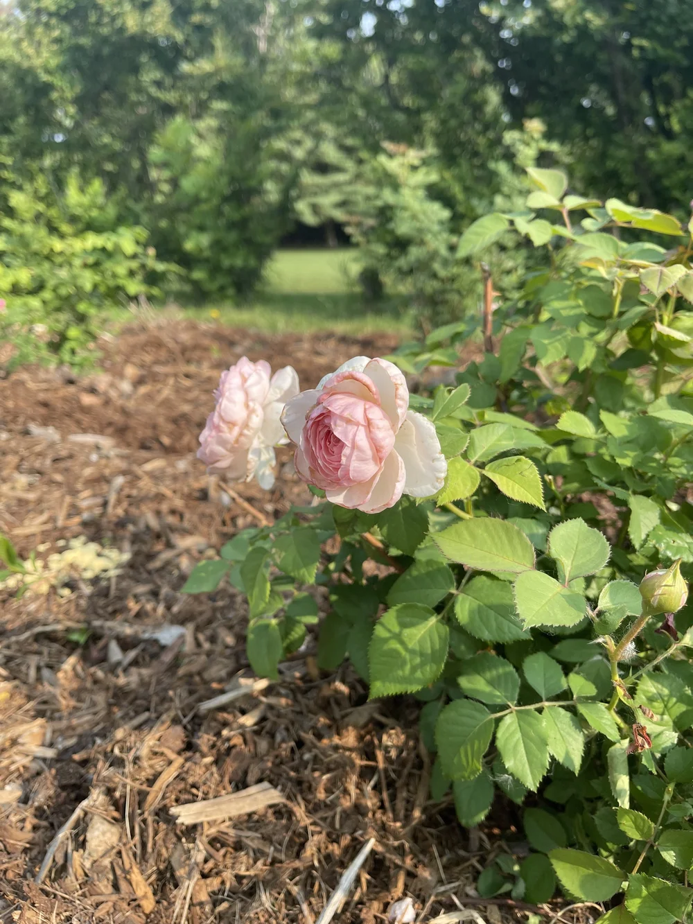 david austin garden rose.jpeg