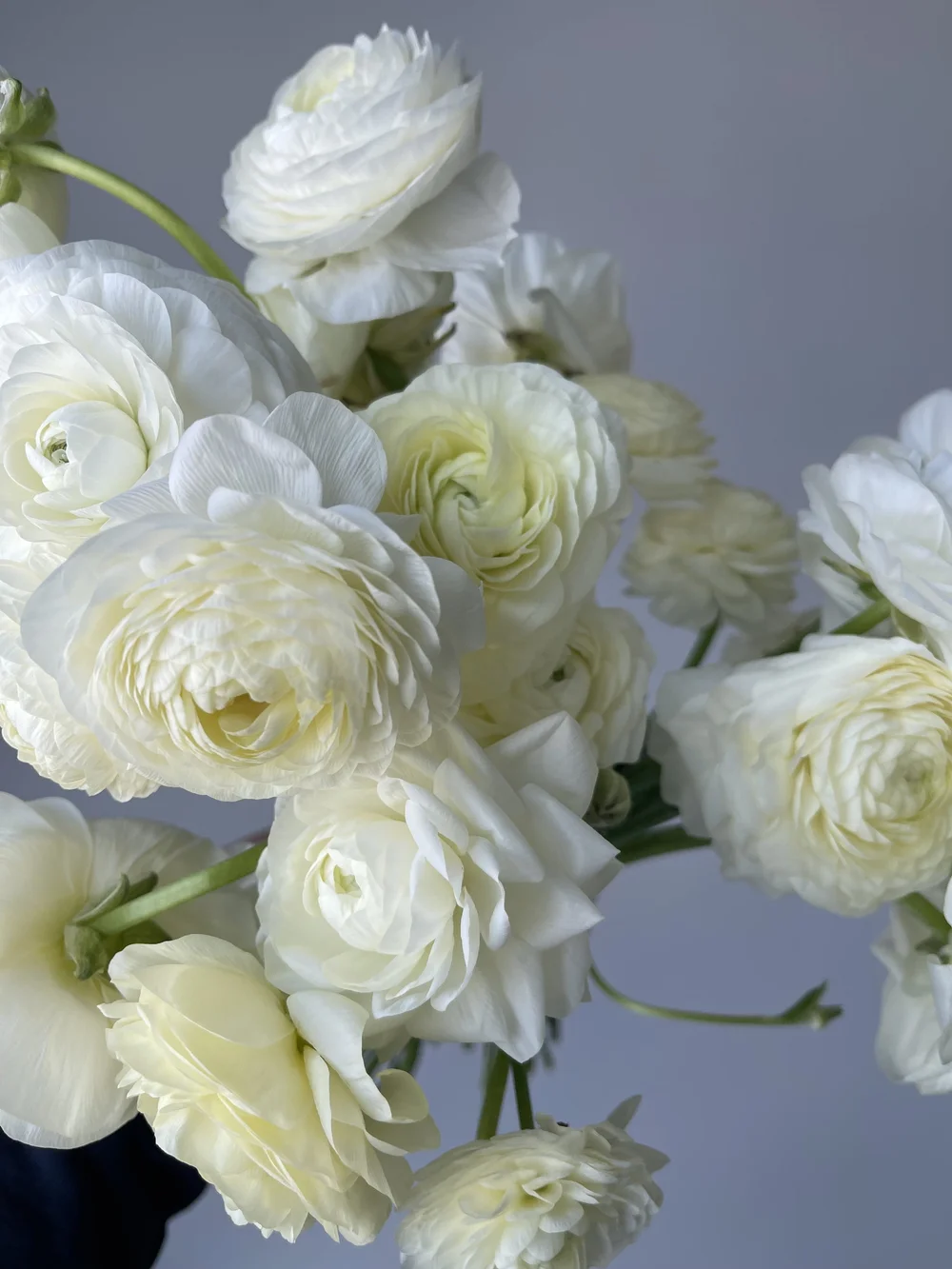 cream-ranunculus.jpeg