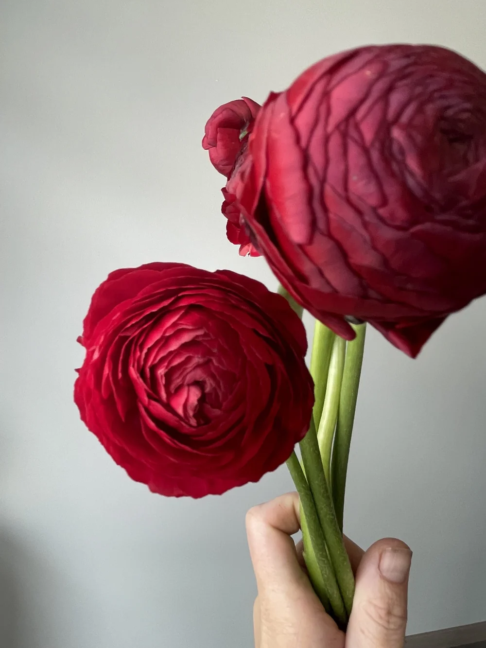 red-ranunculus.jpeg