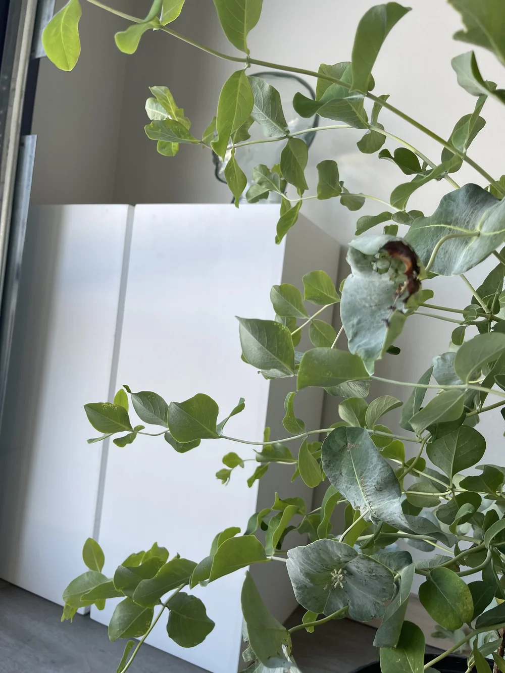 honeysuckle white.jpeg