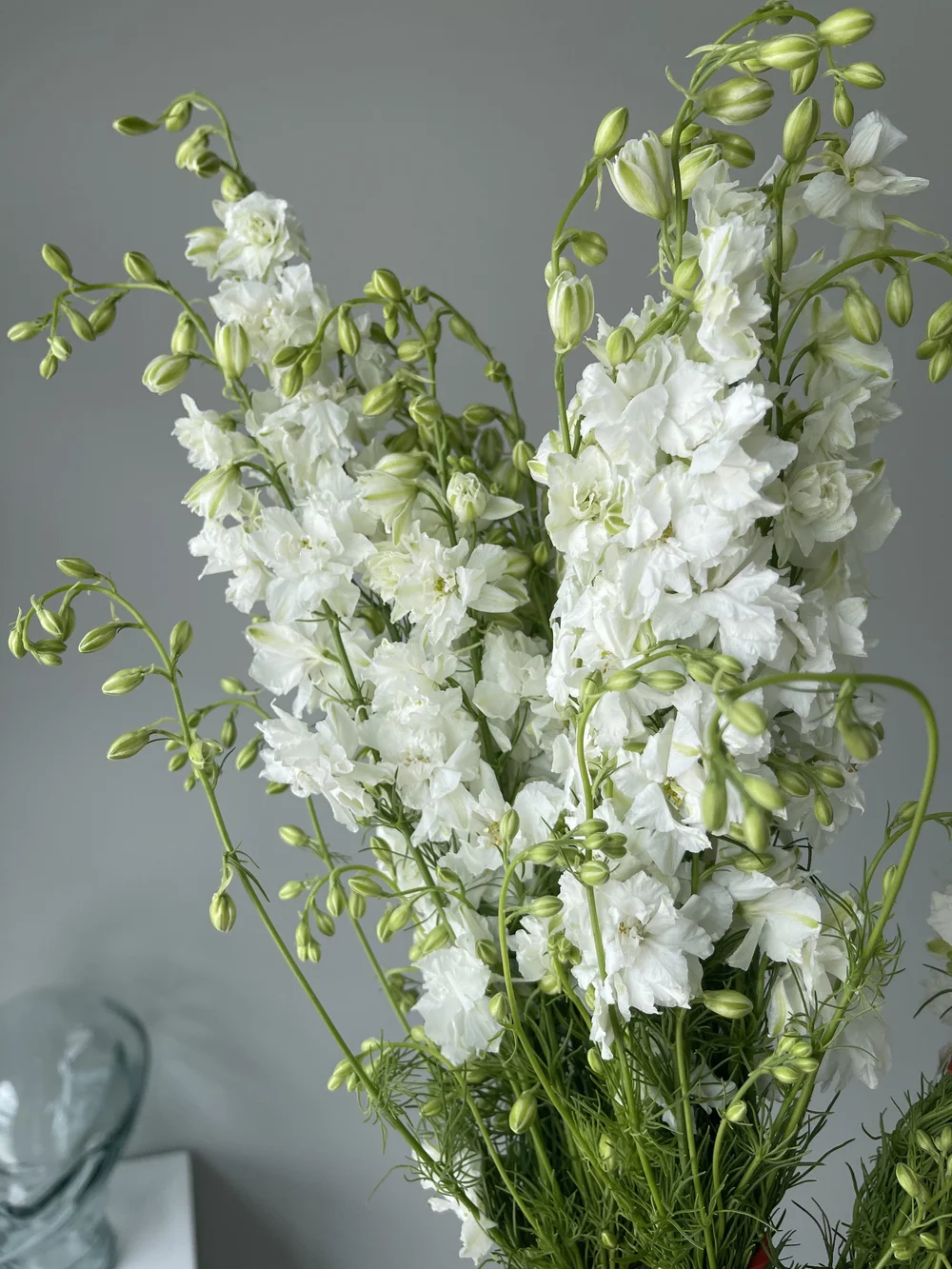 white-larkspur.jpeg