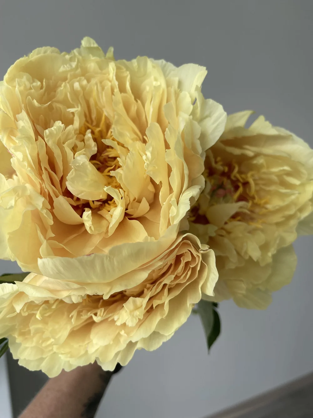 yellow peony.jpeg