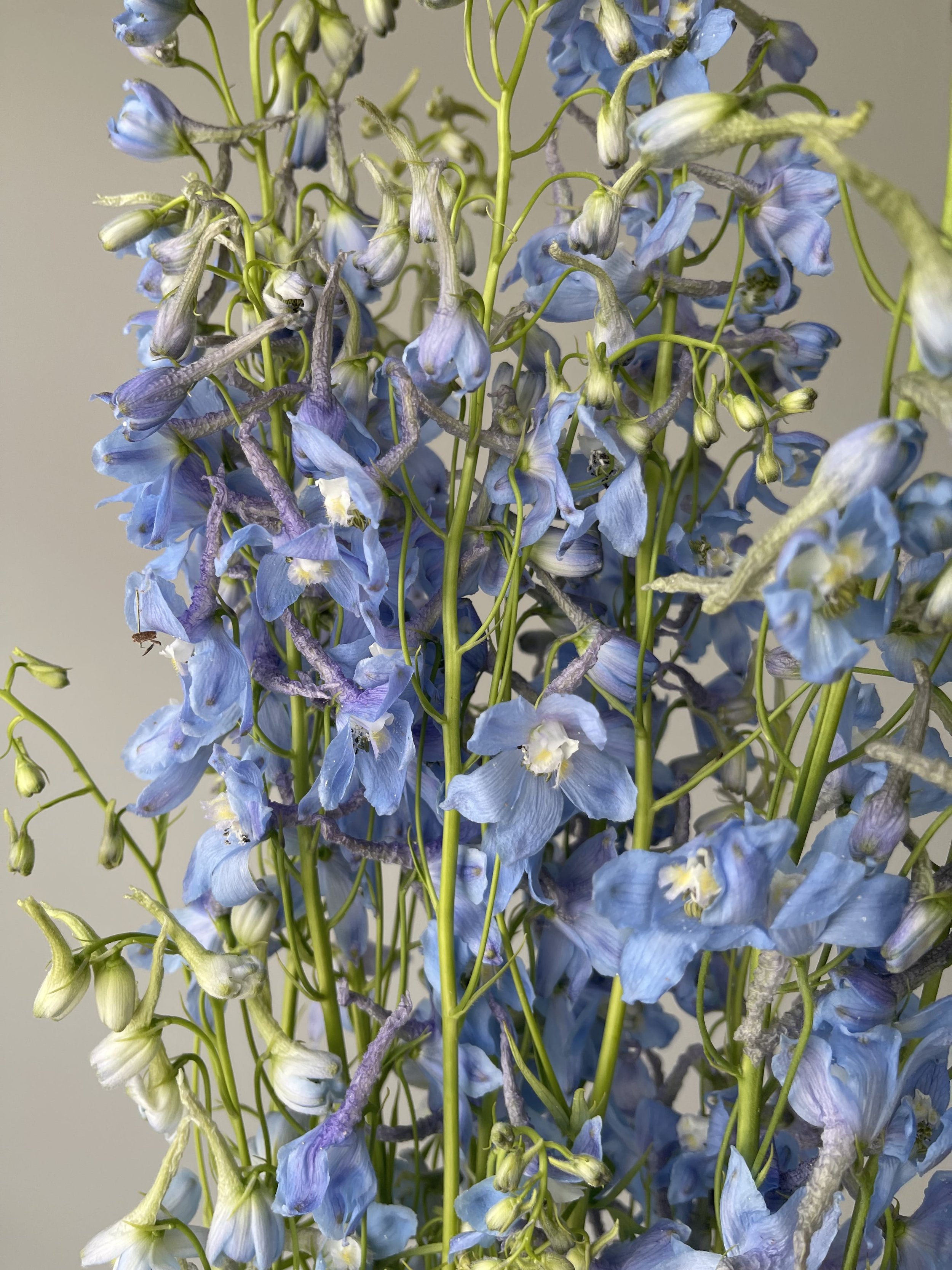 delphinium.jpeg