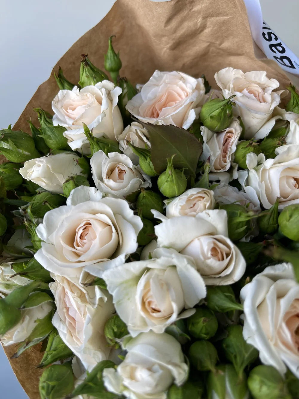 bashful blush spray rose.jpeg