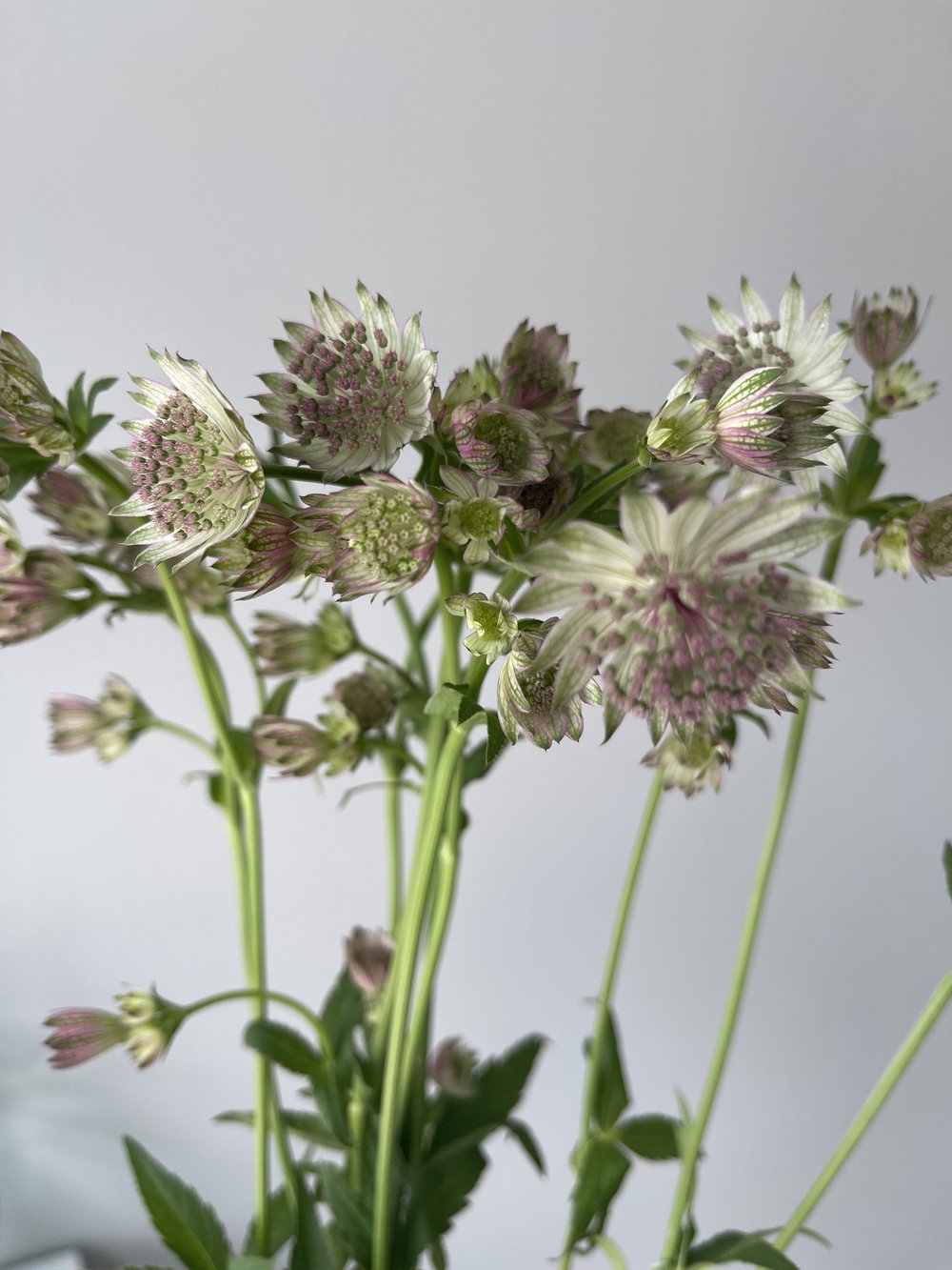 astrantia.jpeg