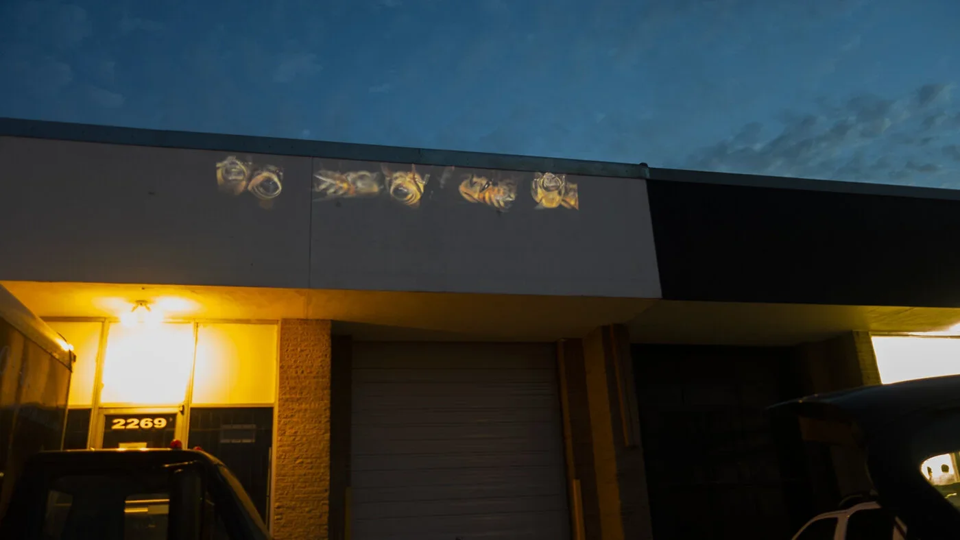 Allison Hunter: In the Presence of Bees
