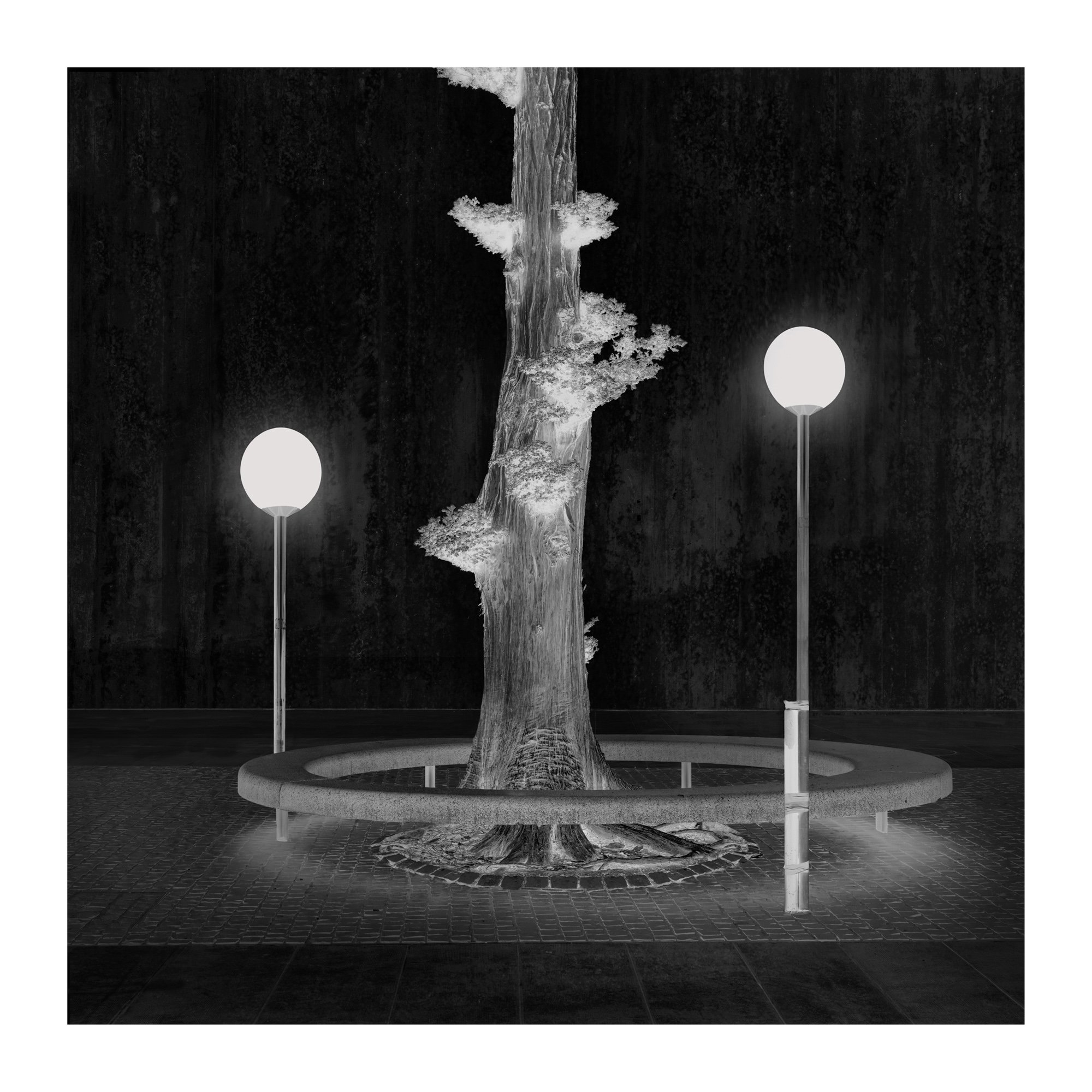 A black and white photograph of a street scene featuring a tall tree with textured bark, illuminated by two street lamps, with a circular concrete border around the tree and a tiled sidewalk in the foreground.
