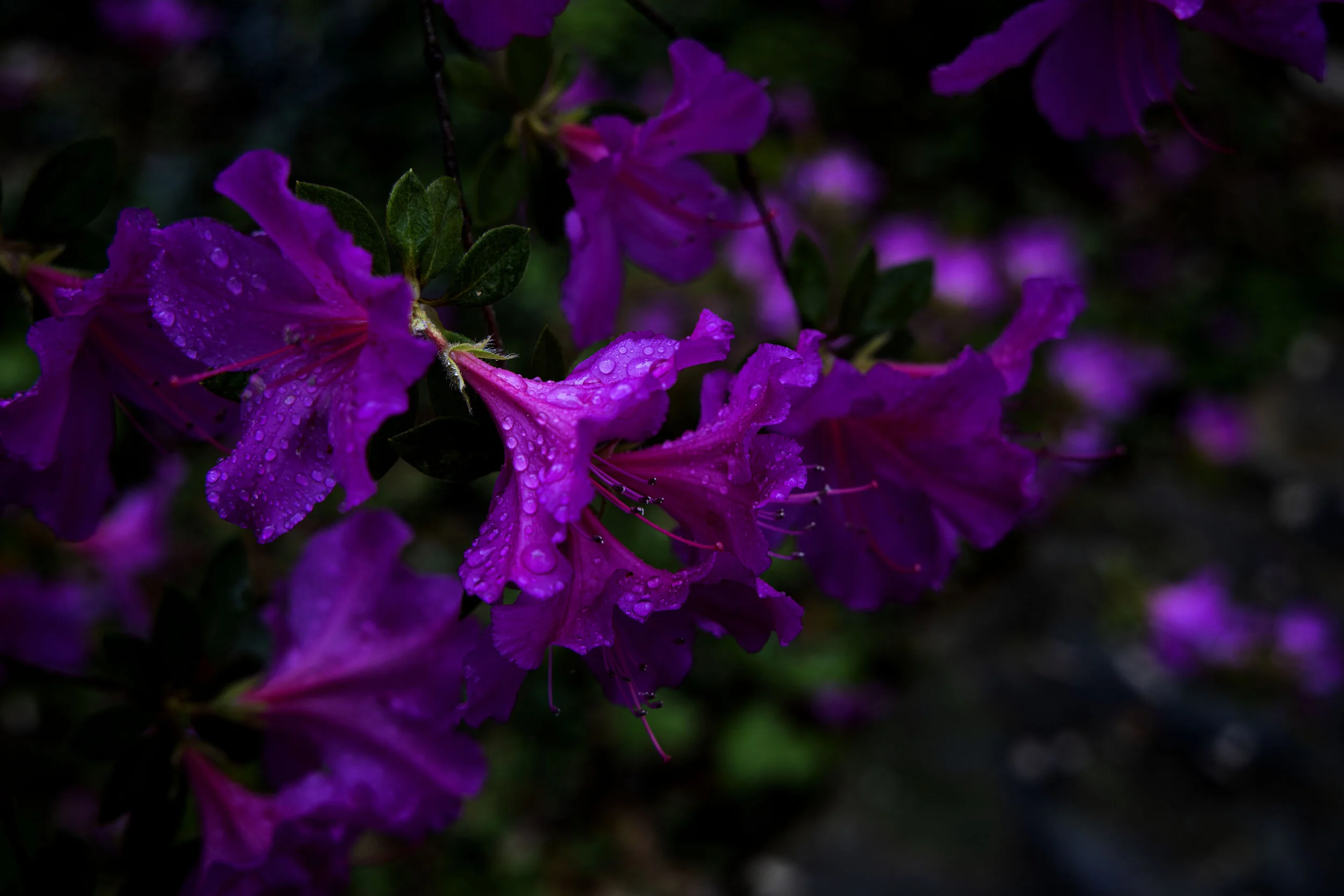 6T5A0680.jpg