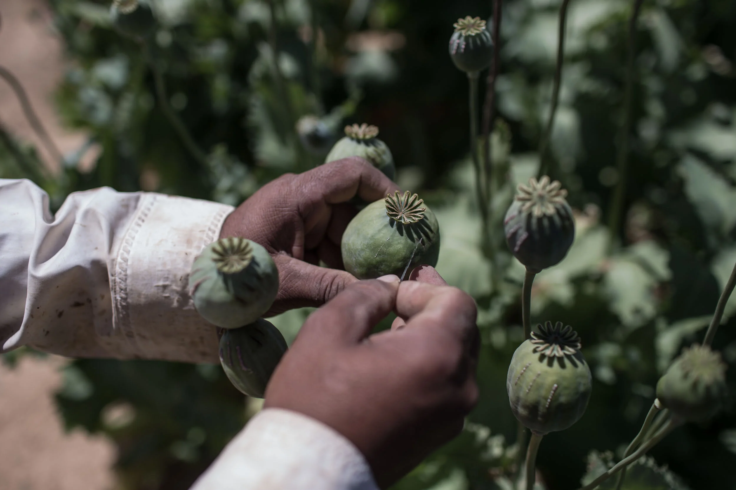 Each opium poppy pod is carefully scored with a razor blade by hand allowing the milky latex substance to ooze out and dry: raw opium, ready for sale.