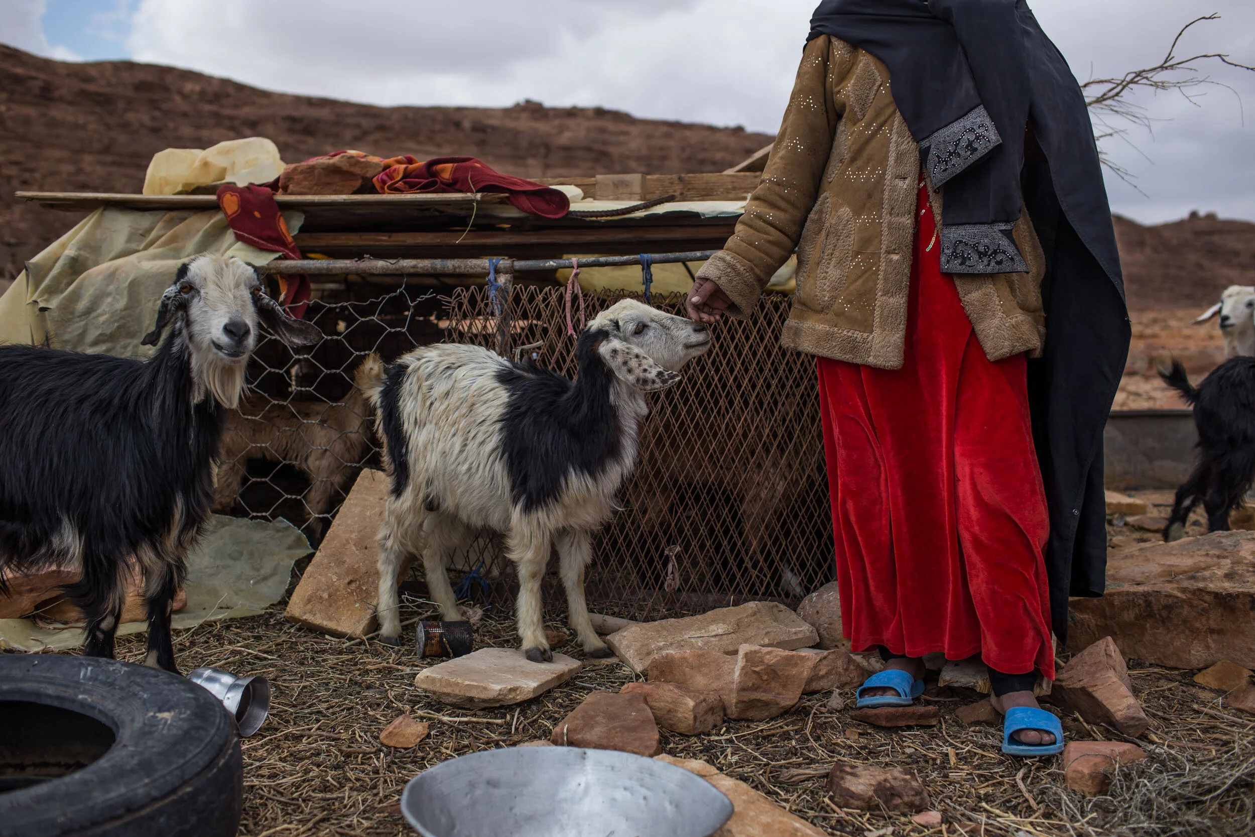 Since the decline of tourism in South Sinai, Egypt, the only source of income for most bedouin woman is tending to their livestock, selling their milk, cheese and yogurt.