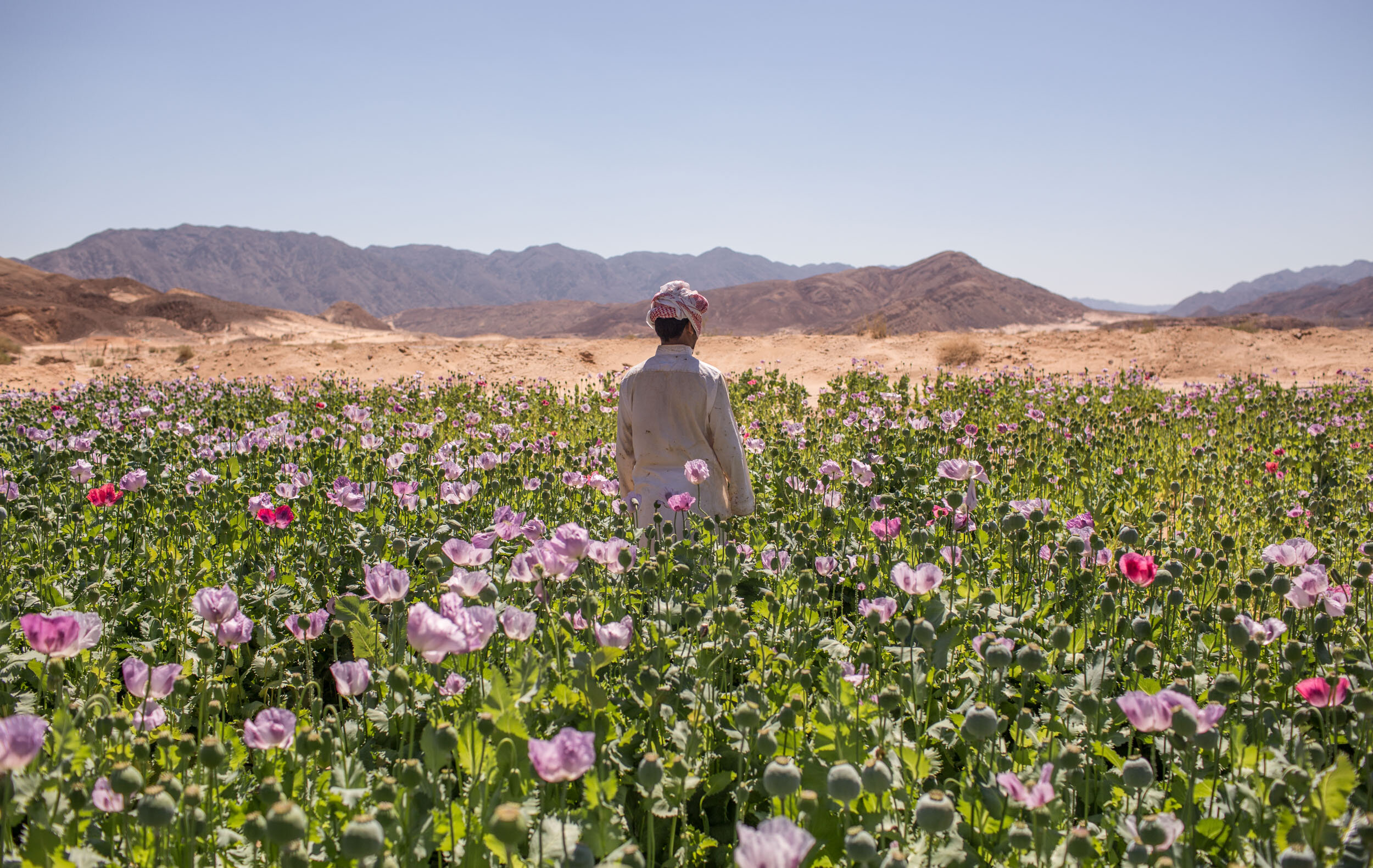 Abu Saleh standing in his opium field in South Sinai, Egypt. "Who would willingly do something like this? It is illegal, dangerous, and shameful," says Abu Saleh, a oud player and father of four turned poppy grower. "I would go back to tourism even i