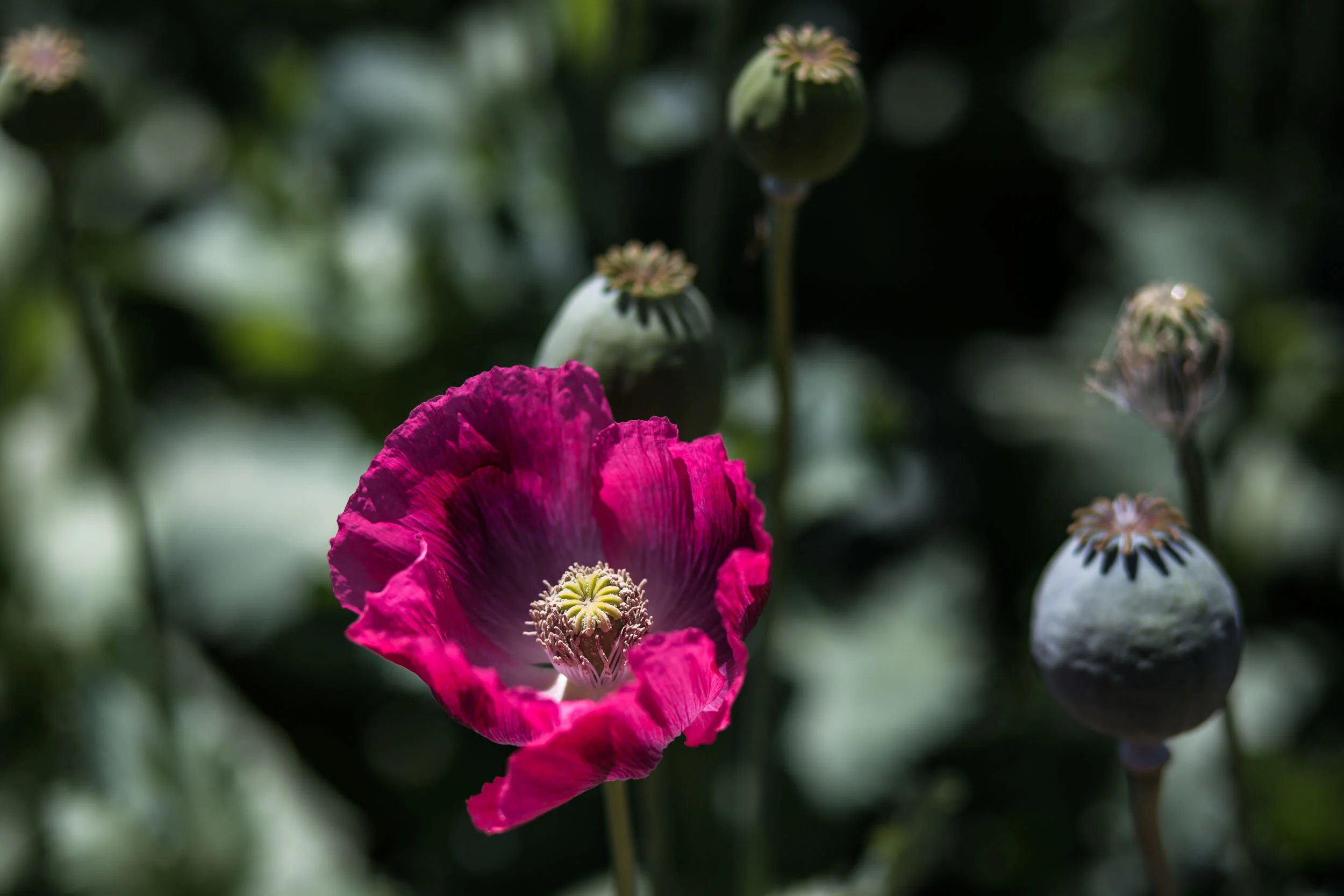 A blooming poppy in March, opium harvest time for the fields.