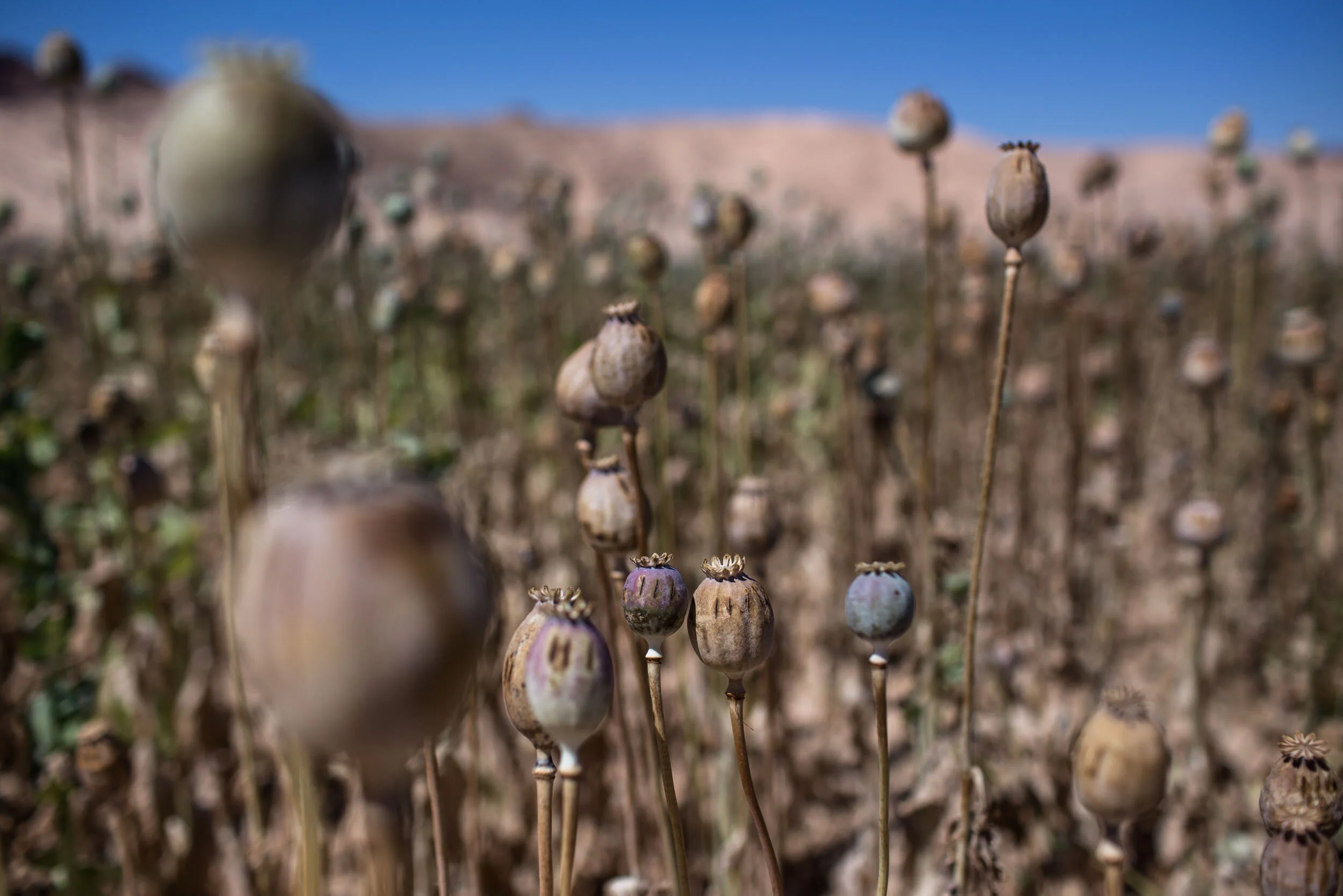 After the poppies have been scored and harvested, they dry up turning brown.