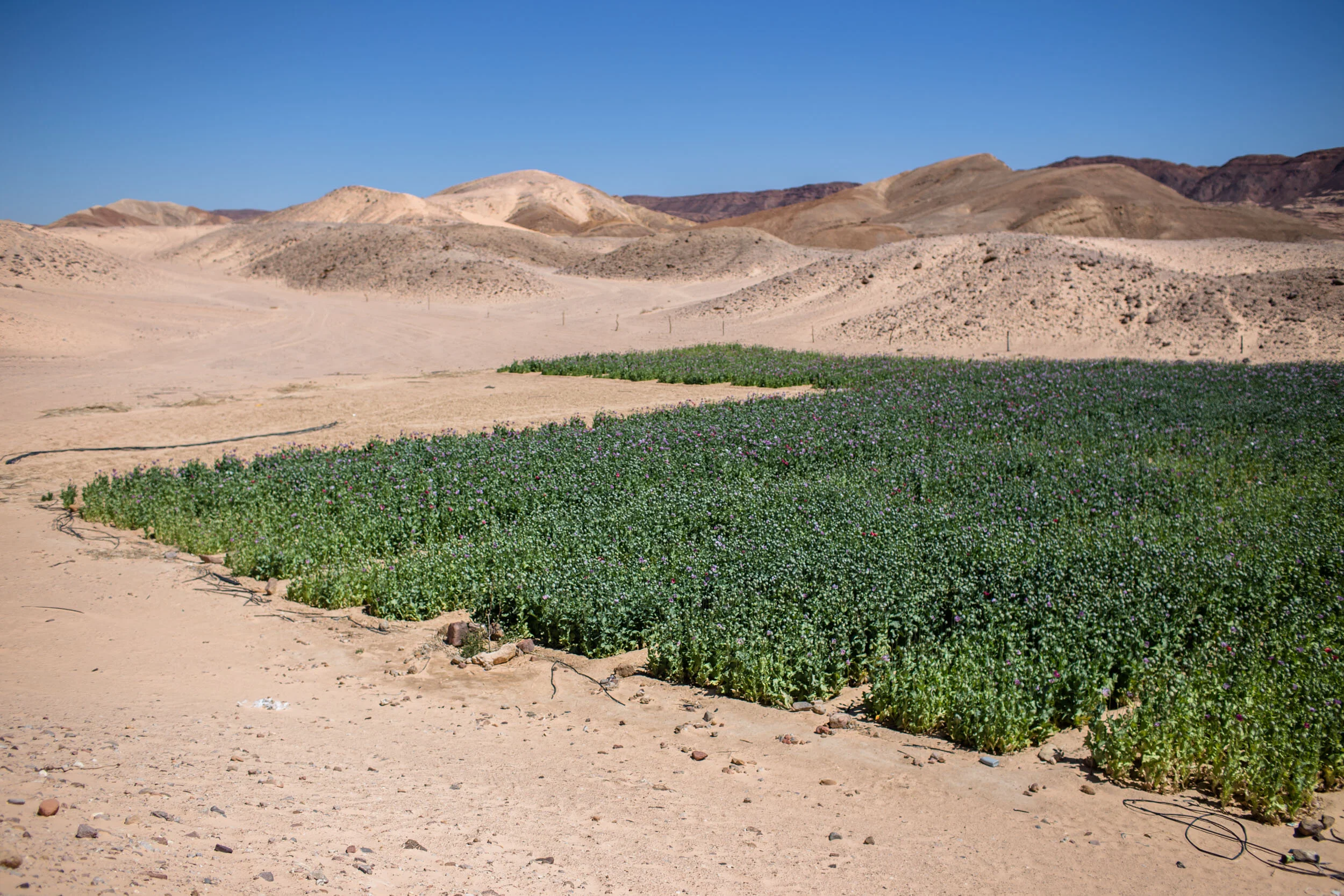 The brown terrain is punched with bright pink and purple poppy flowers laid out in lines.