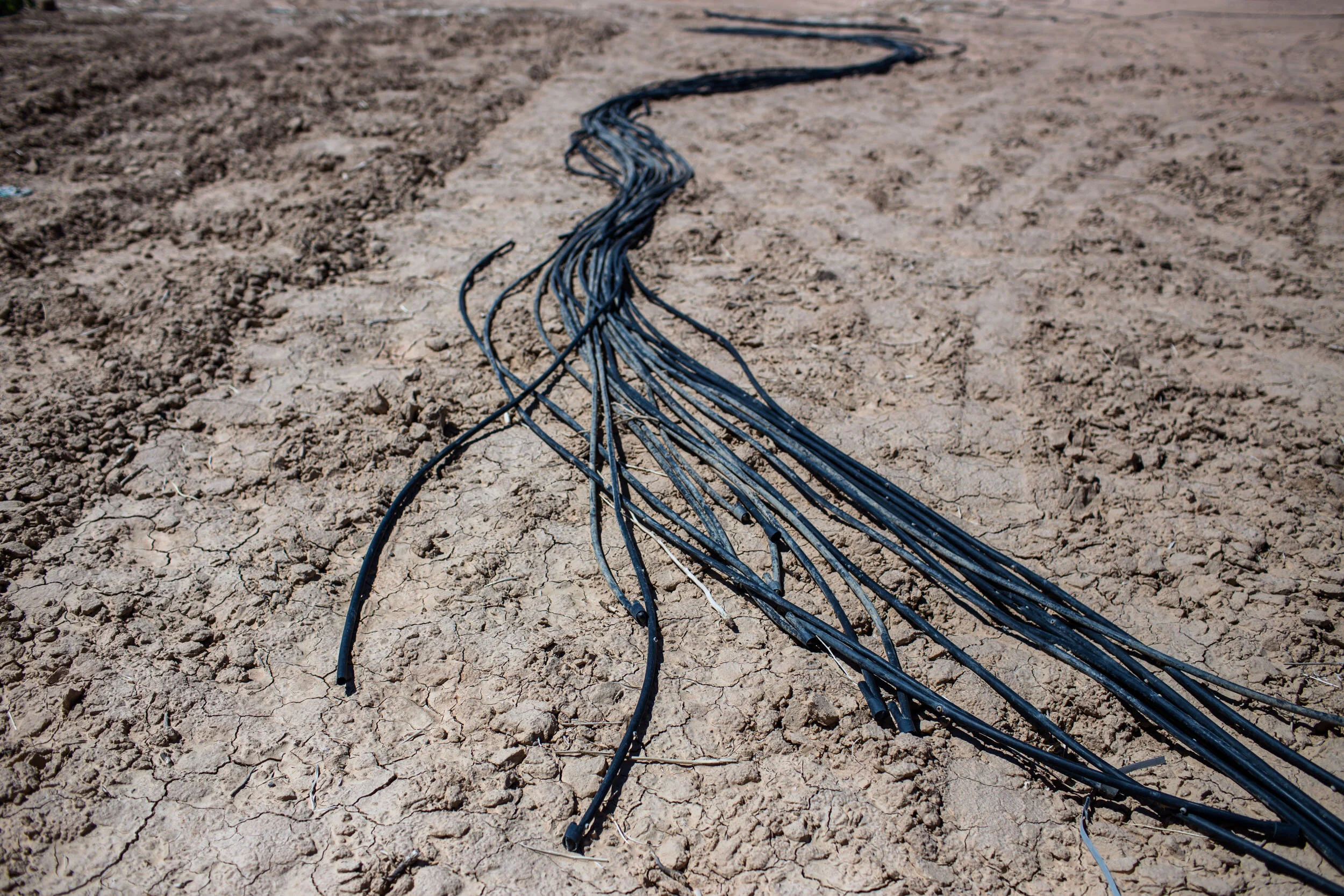 The only sound heard in the middle of the Sinai desert is the whir of generators pumping water from wells into an intricate system of irrigation pipes that feed the fields.