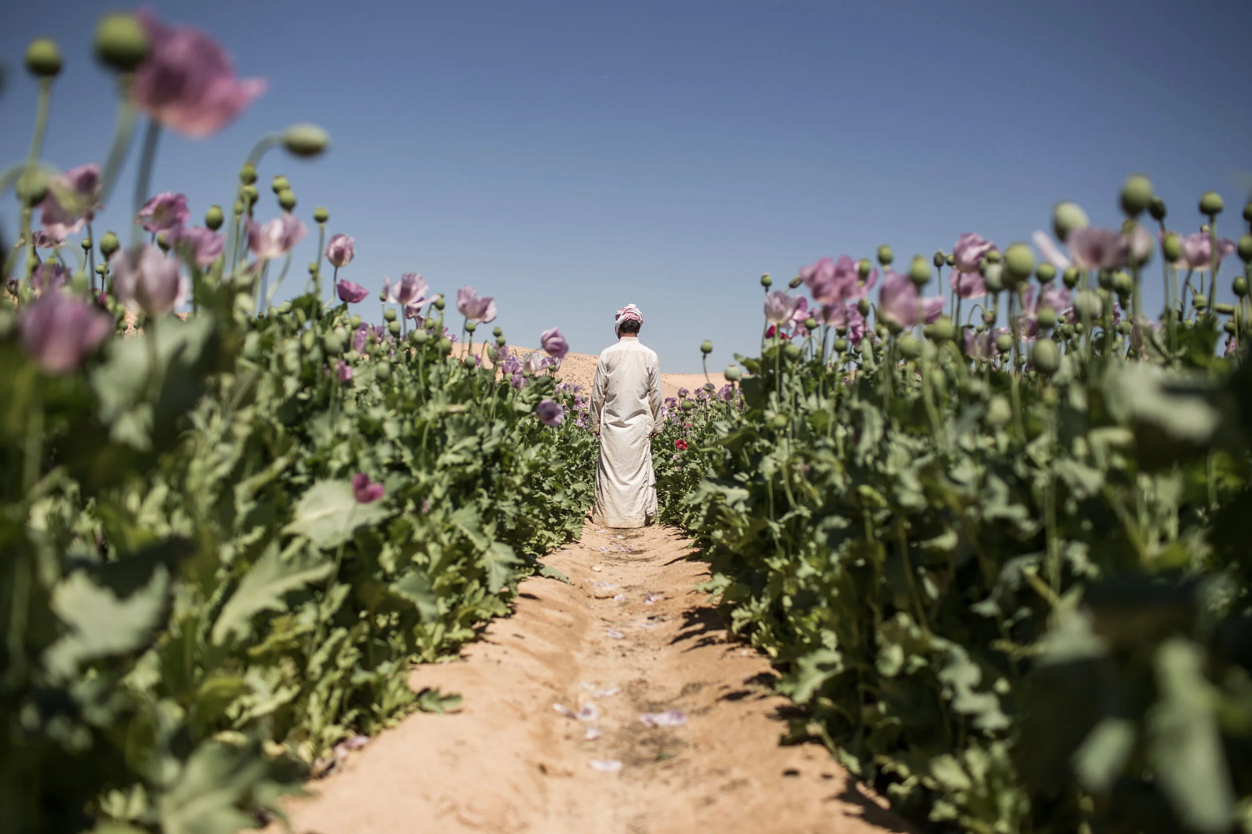 Poppies Replacing Tourists in Sinai