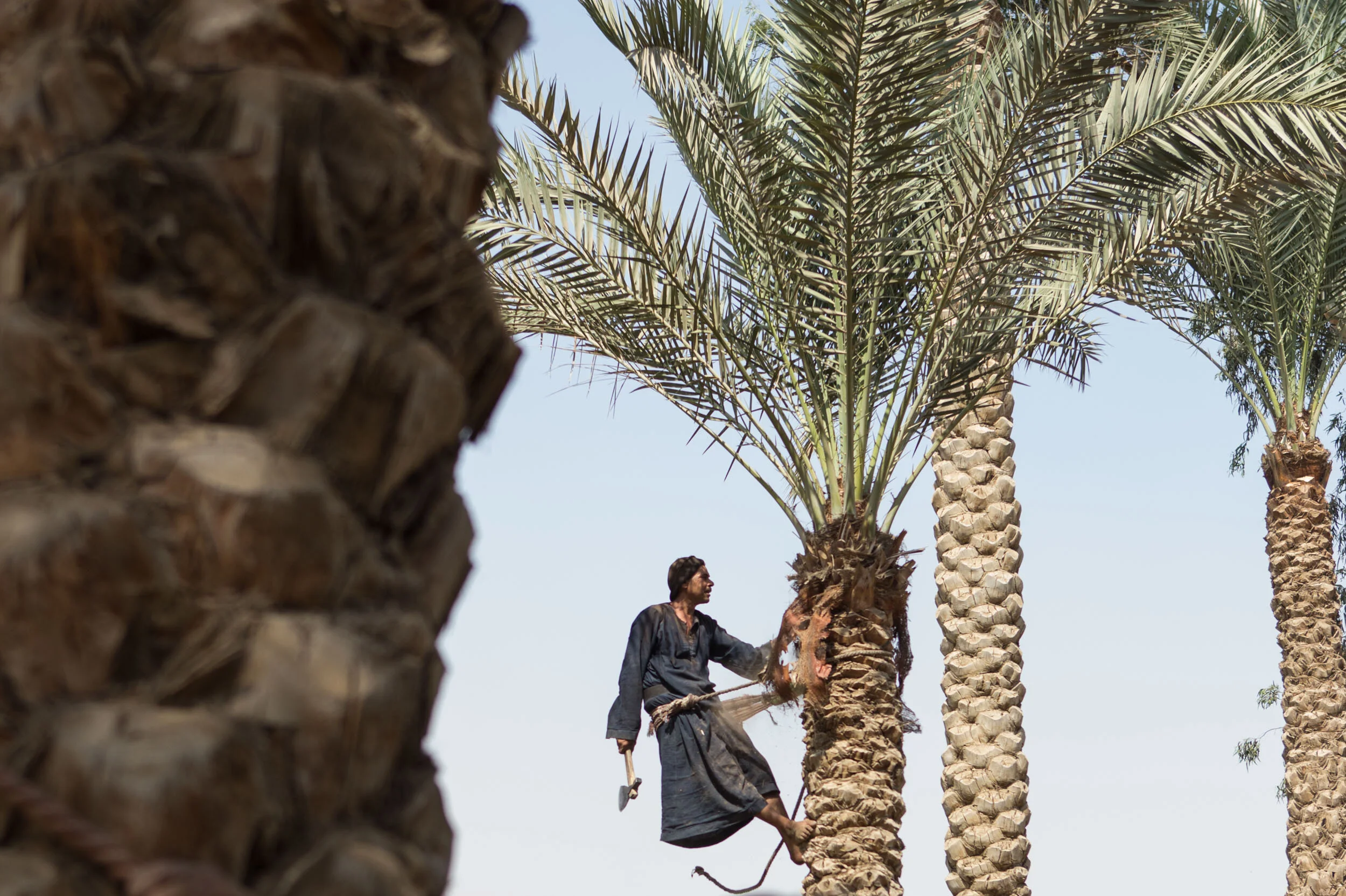 Dahshour Date Harvest