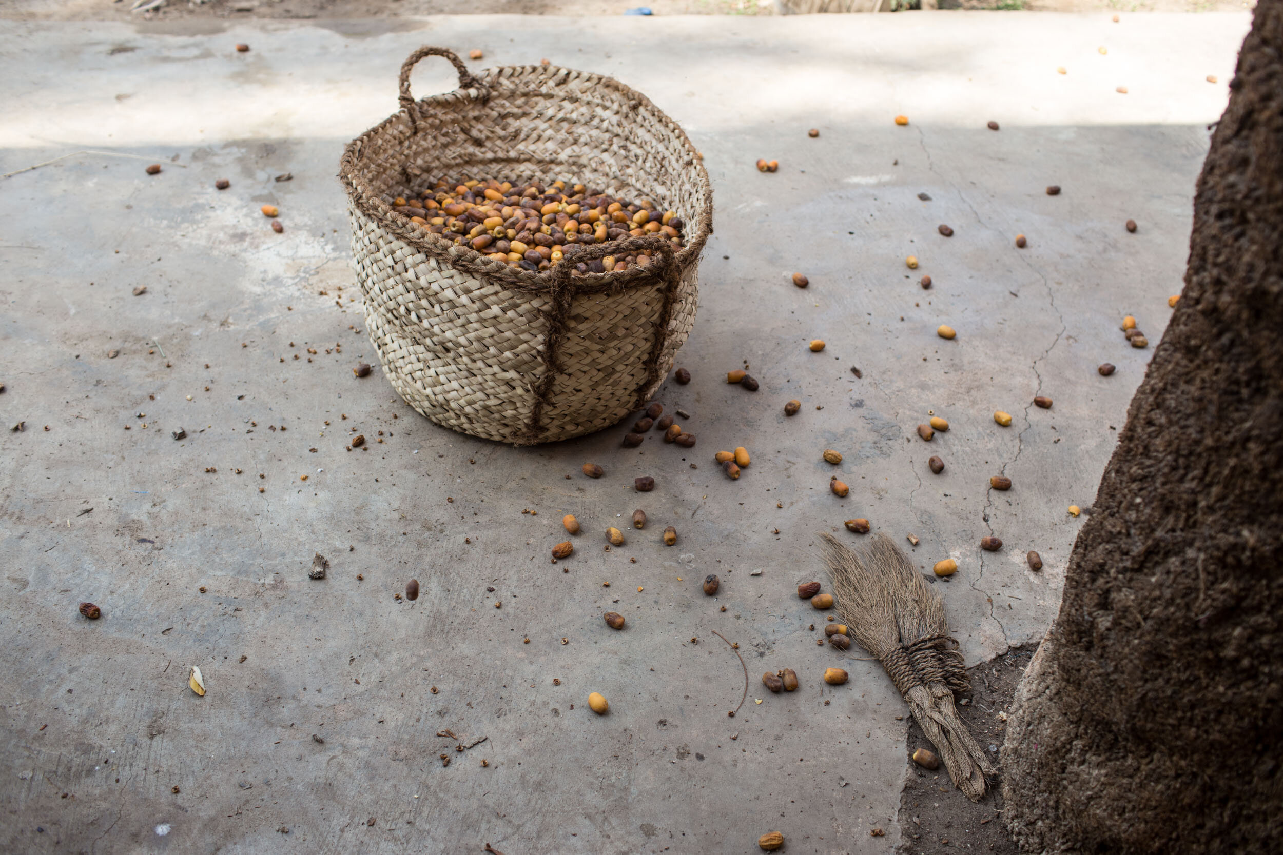 A handmade basket filled with fallen dates from the harvest used for the many stages of date harvesting. Before Ashraf climbs the tree to cut down palm fronds he shakes them allowing ripe dates to fall off the frond. 