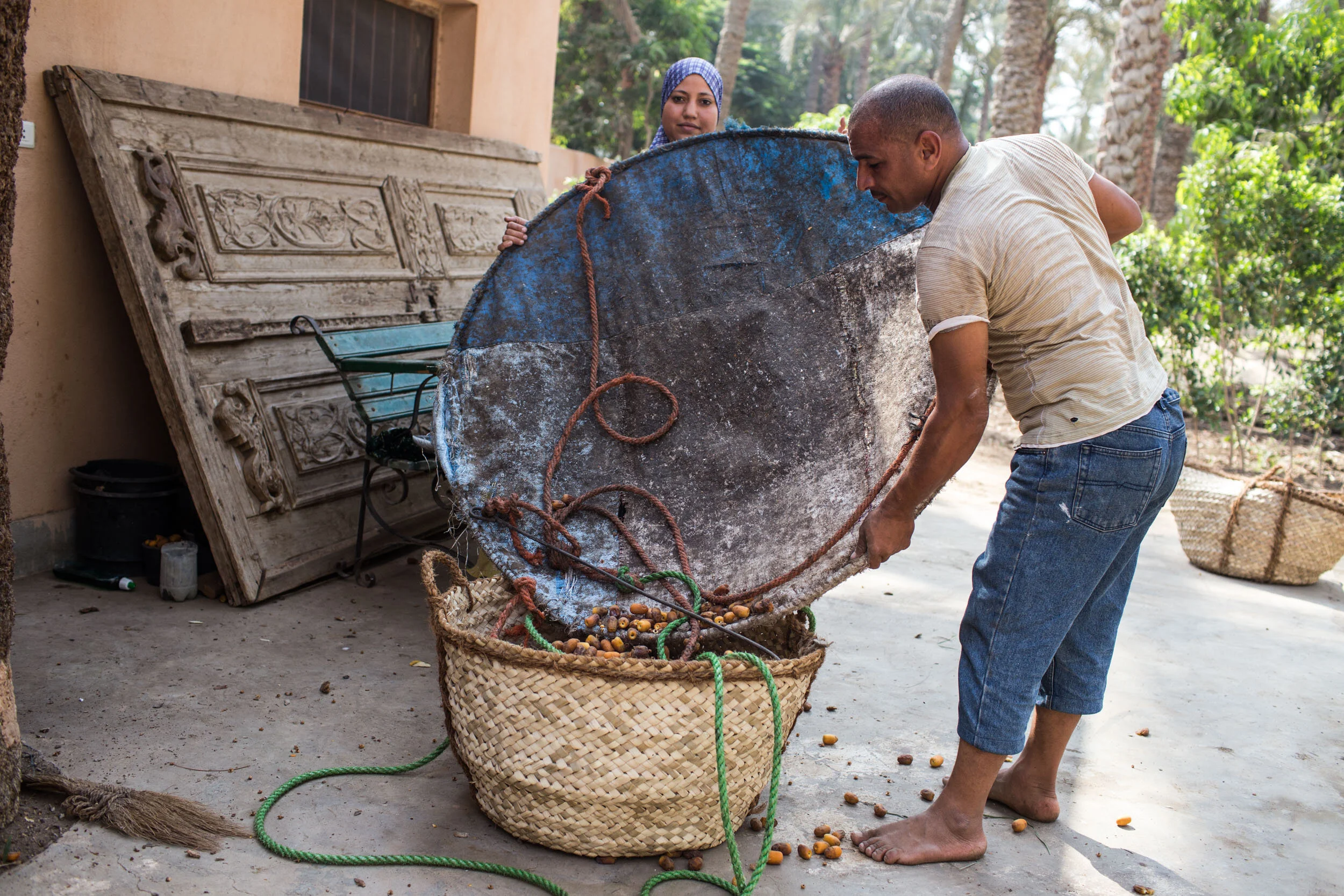 Ashraf and his wife Ibtisam empty the date catcher that Ashraf carries up the palm trees with him when he harvests.