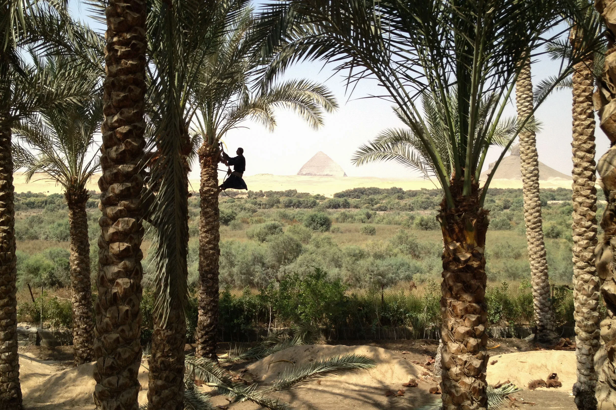 A silhouette of a man trimming and cleaning a palm tree in Dahshour. In the far distance, the Bent Pyramid, an ancient Egyptian pyramid located at the royal necropolis of Dahshour, approximately 40 kilometres south of Cairo, Egypt's capital. To the r