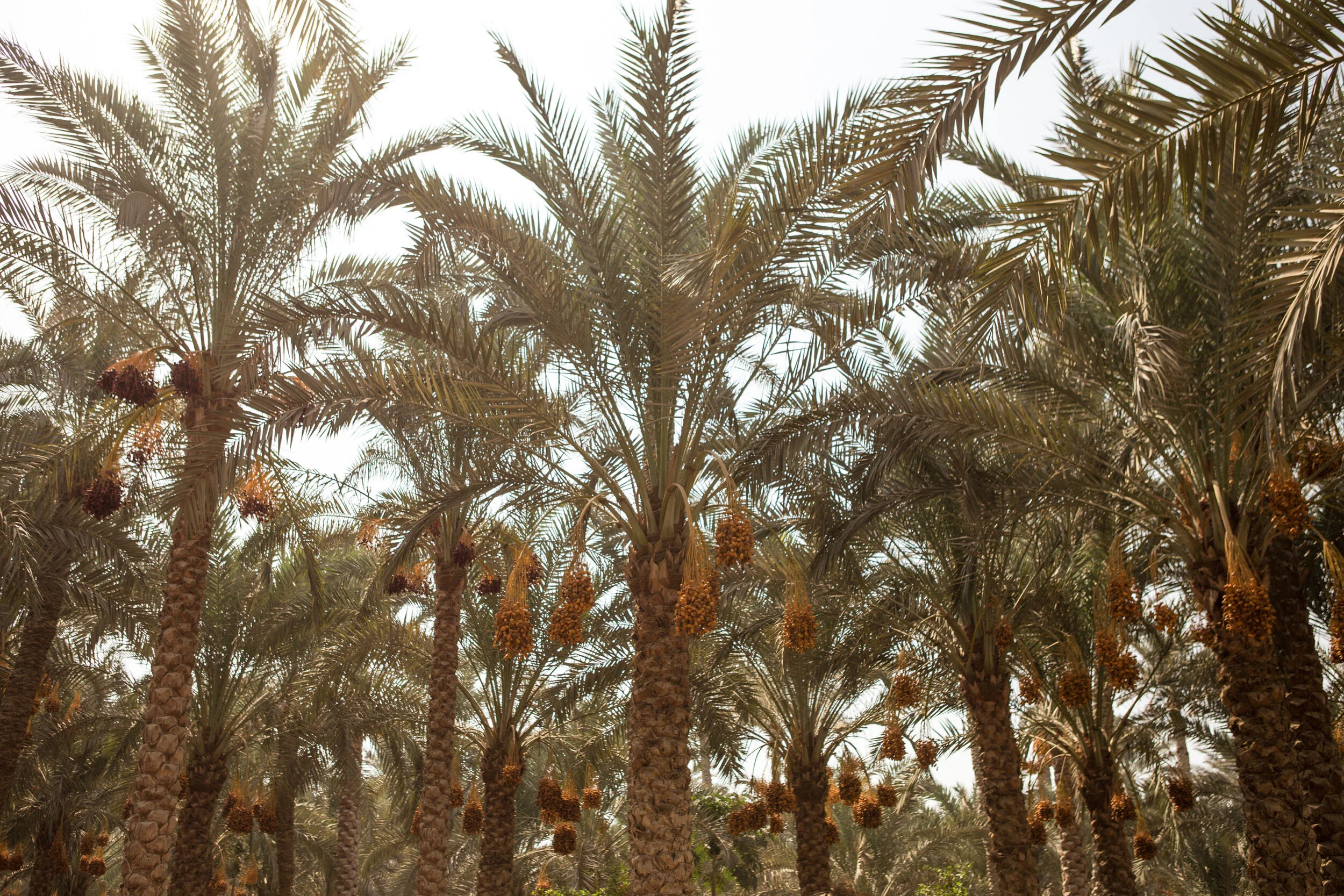 There are thousands of palm trees in Dahshour. Egypt is the largest producer of dates worldwide.