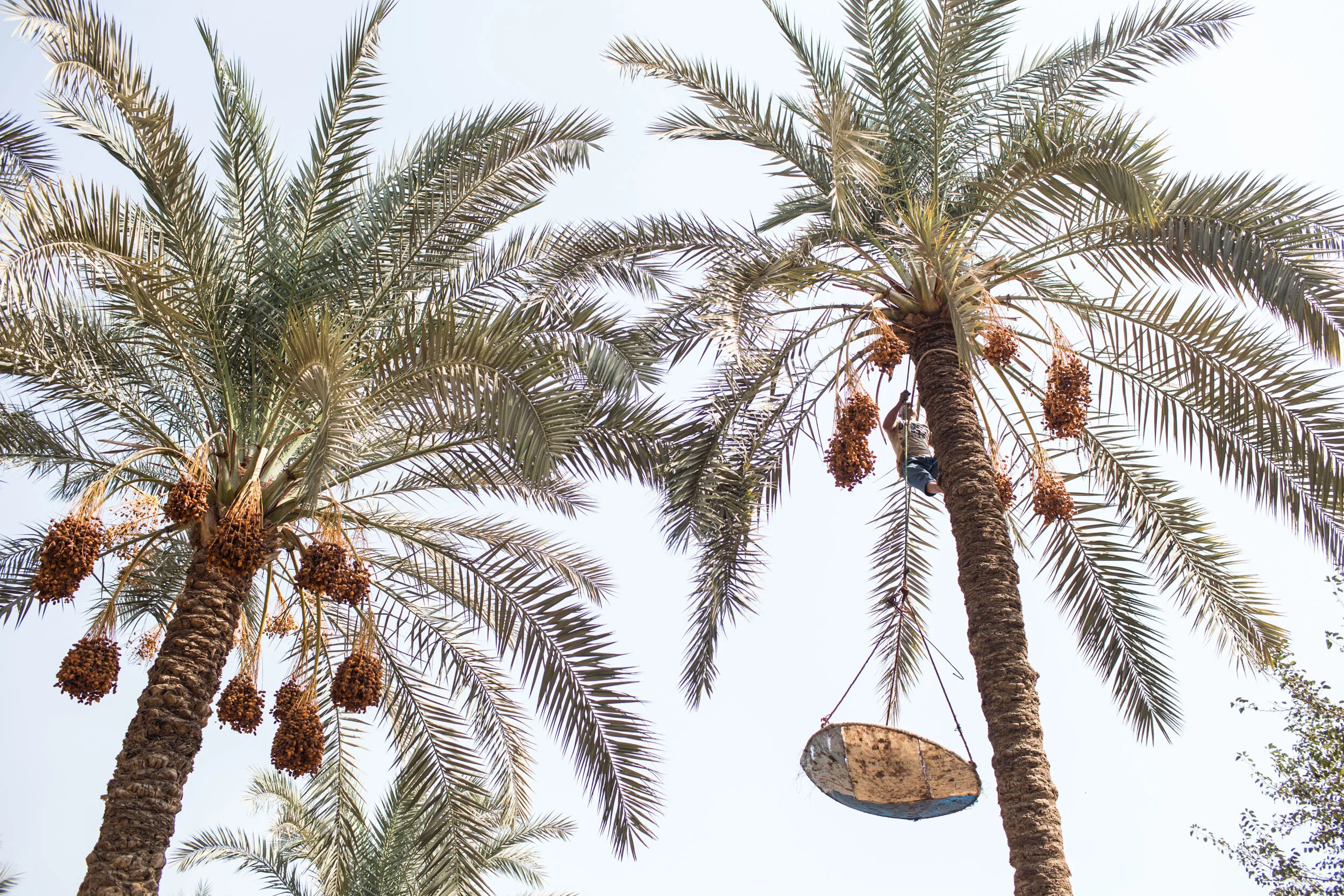 At the top of a palm tree, Ashraf shakes and cuts down palm fronds to harvest. He is not a date-palm specialist but harvests the palm trees and tends to all the farming needs on the plot of land where he and his family reside.