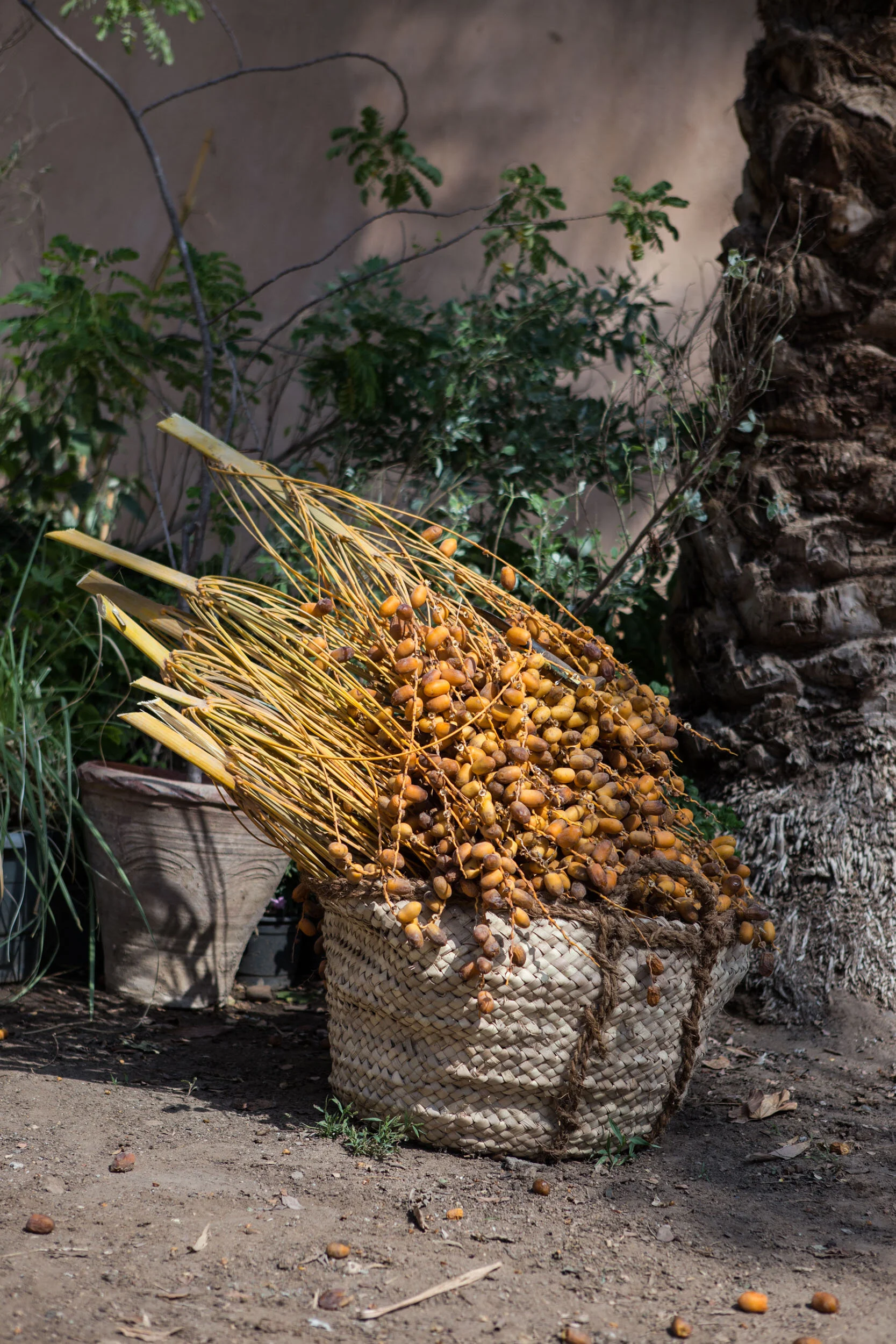 Date harvest season lasts one month, each palm tree can be harvested several times throughout the month.