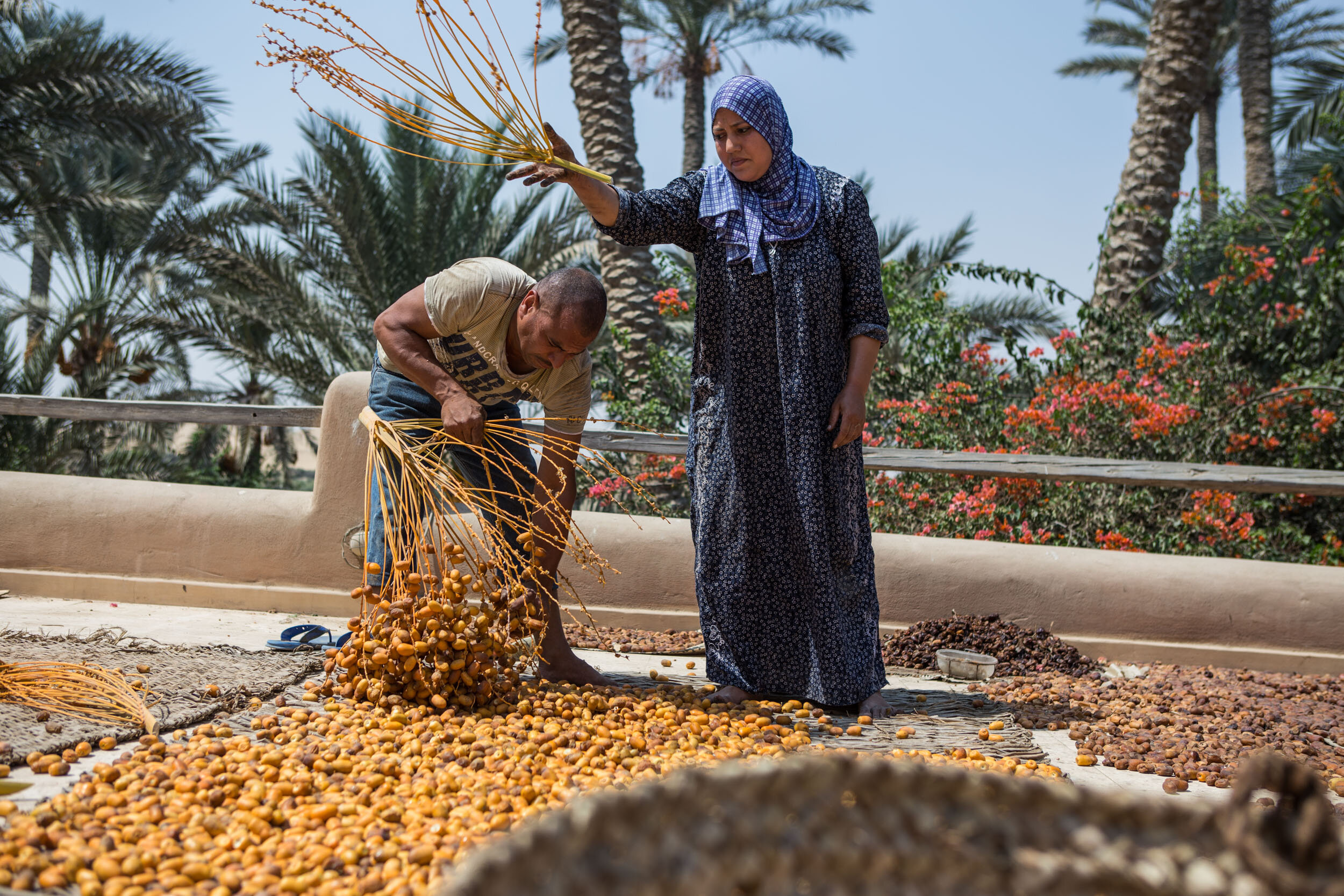 The couple remove dates from their stems, preparing them to dry. This variety of dates, the Siwi variety, is never sold fresh for consumption. It is only sun dried and made into a paste. Other date varieties have to be consumed fresh and can't be dri