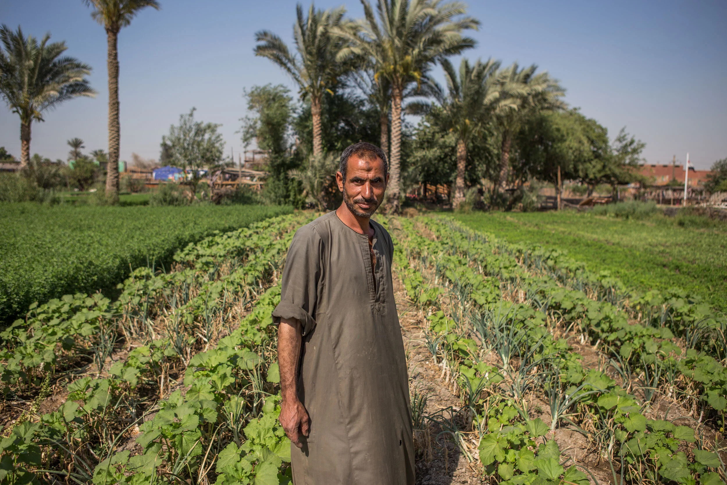 Sustainable Agriculture in Sakkara