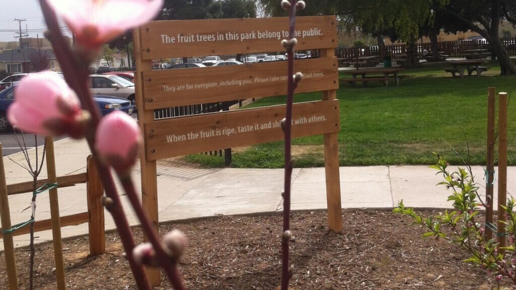 Del Aire Fruit Park, Los Angeles. The first ‘public fruit park’ in California.