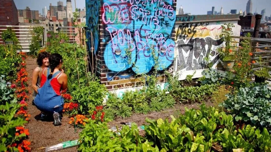 UMBRELLA HOUSE ROOFTOP GARDEN