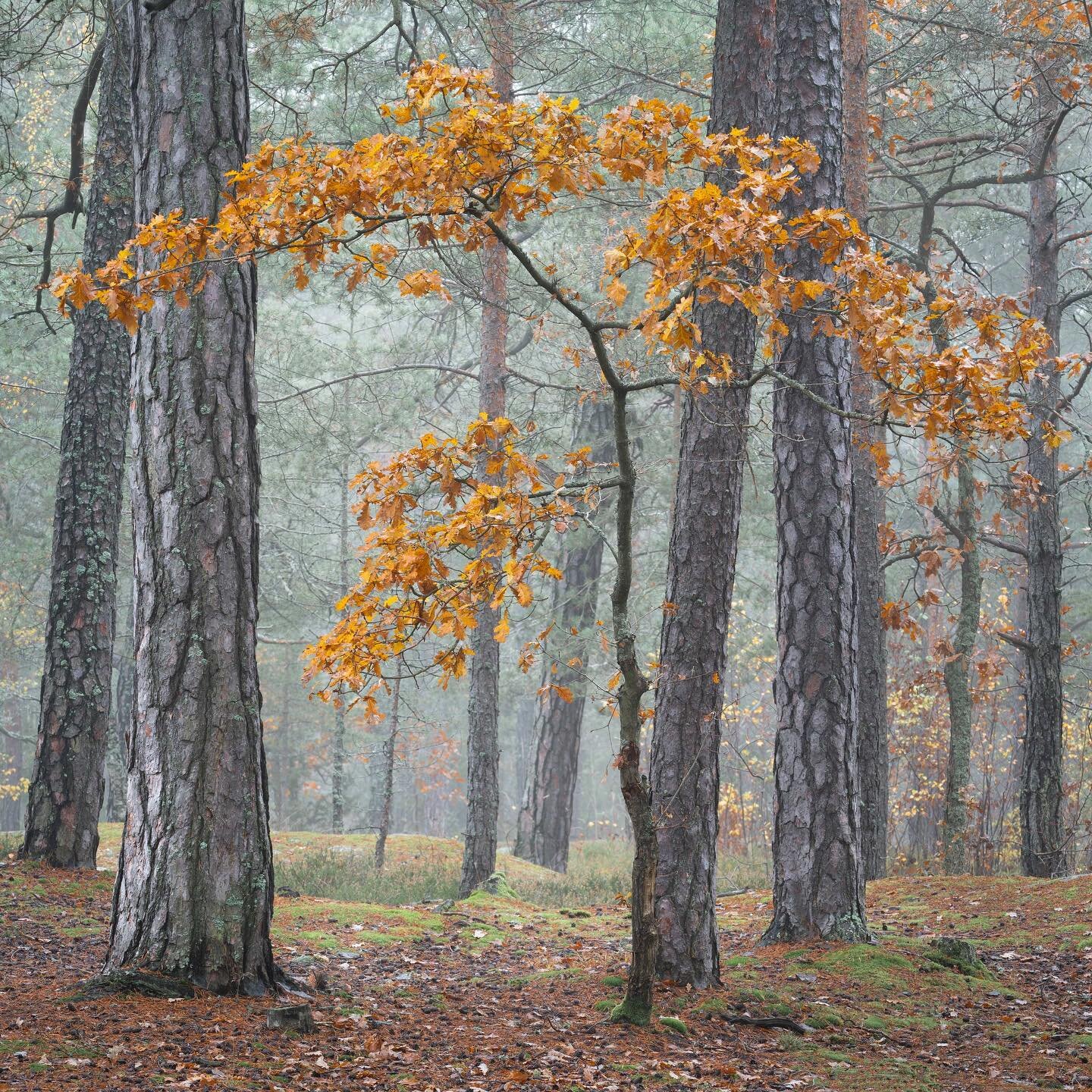 Höst och dimma i skogen precis där jag bor. Har aldrig tidigare lyckats ta några bilder jag gillar i denna kommunala grönyta, insprängd mellan vägar och villamattor. Men med rätt förutsättningar kan den mest oansenliga del av naturen också 
