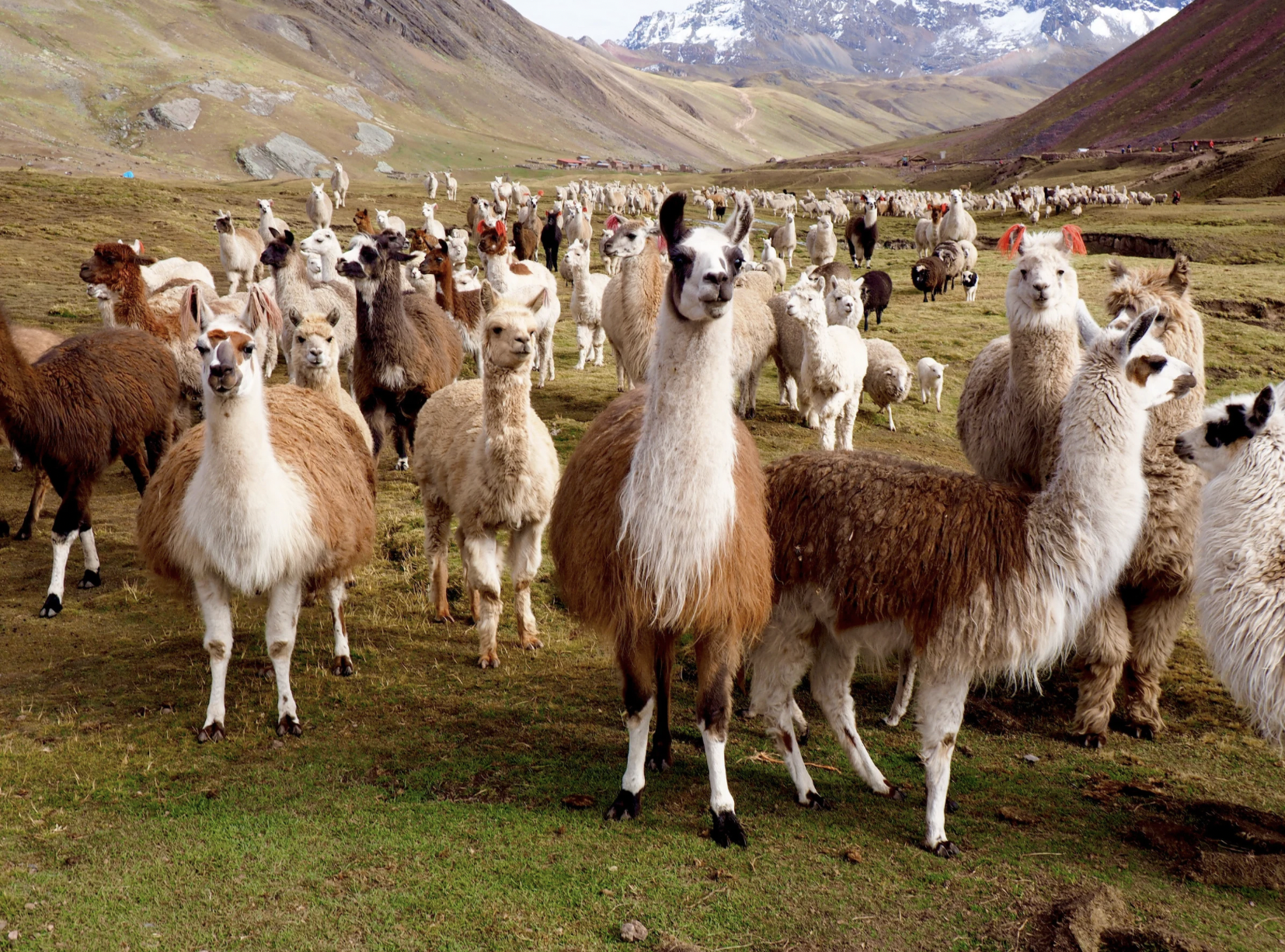 alpacas Screenshot 2026-06-13 at 3.56.36 PM.png