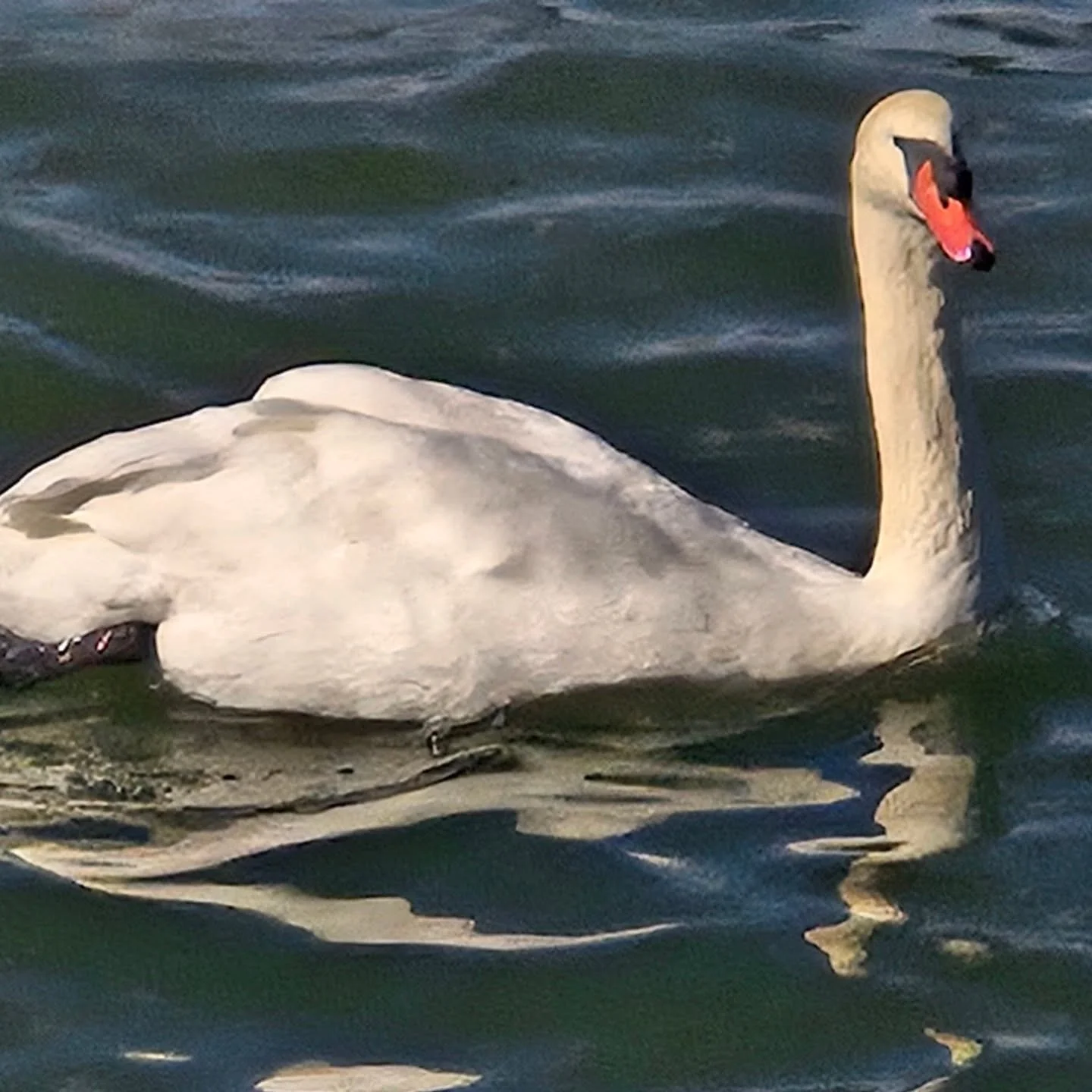 Swam right past me as I sat in my backyard bench.