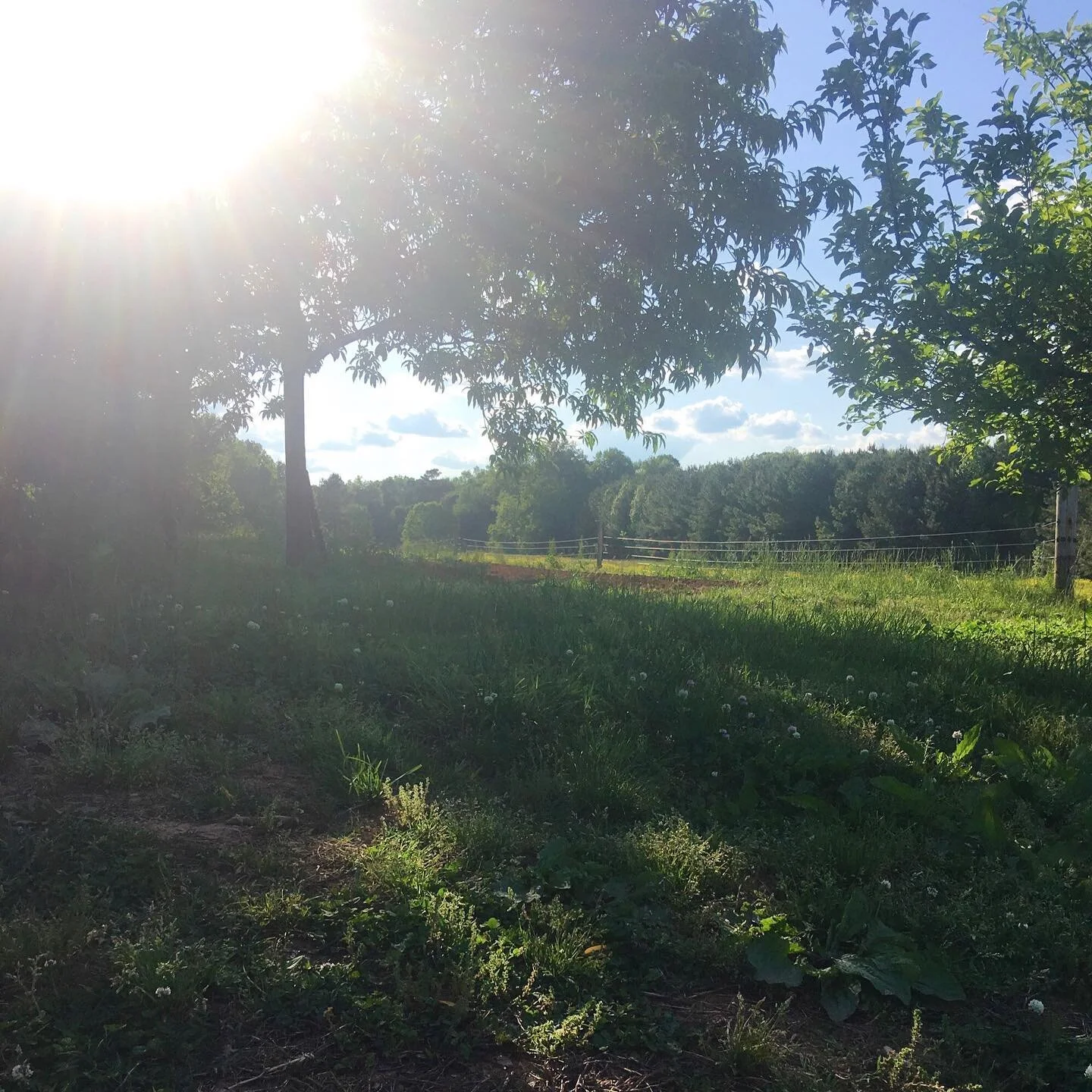 Peace, Be Still🌳⠀
⠀
For now, I am not scheduling any appointments. Due to the new guidelines that have been set all NC salons do not have a definitive opening date at this time.⠀
⠀
However! I have created a &ldquo;First Dibs&rdquo; list. Those liste