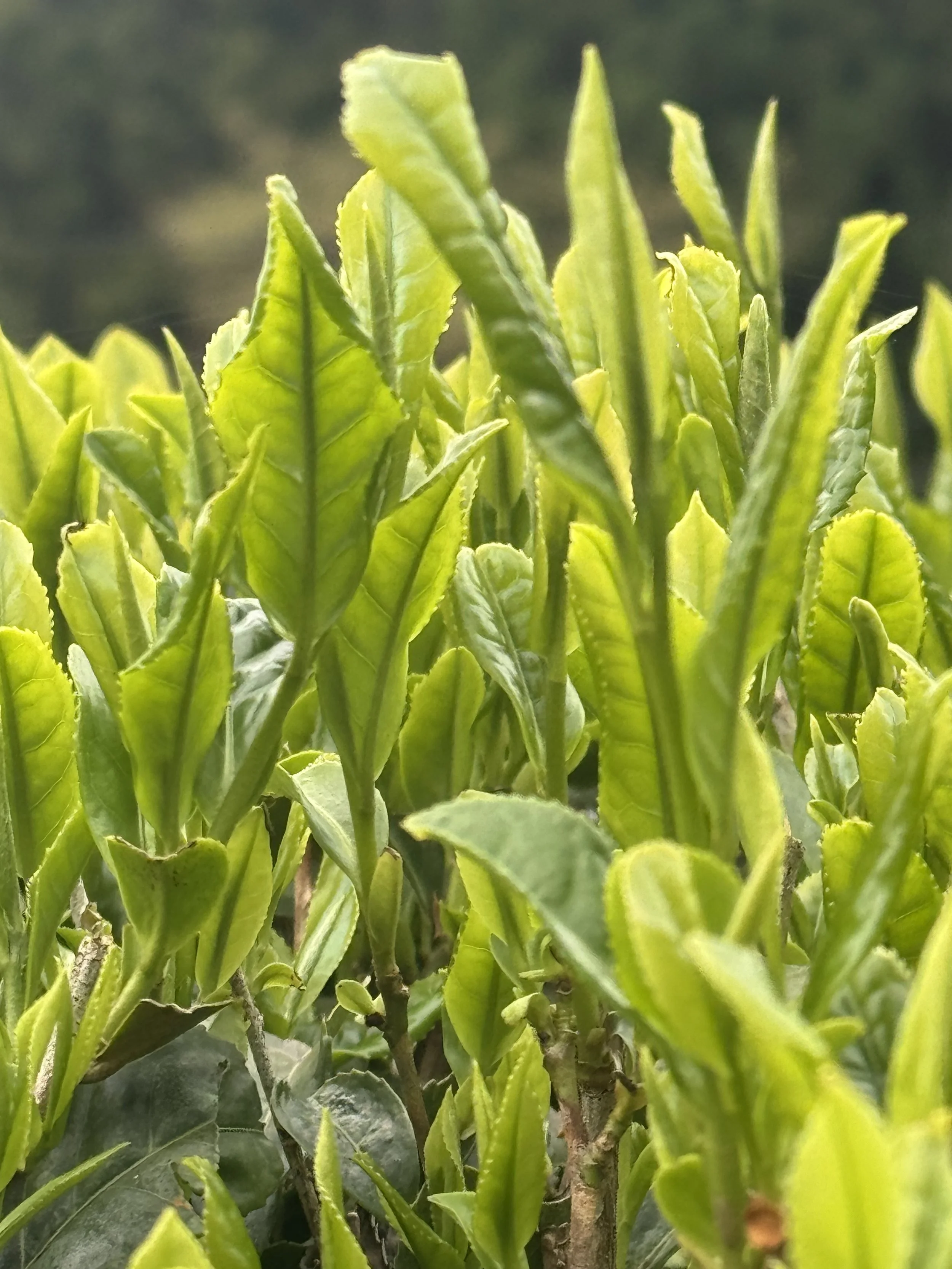 Green Tea: Nature’s Generative AI (AntIoxidant)