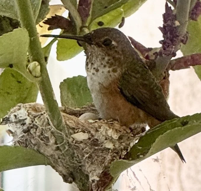 Kindness Uplifts: Lessons from a Fledgling Hummingbird