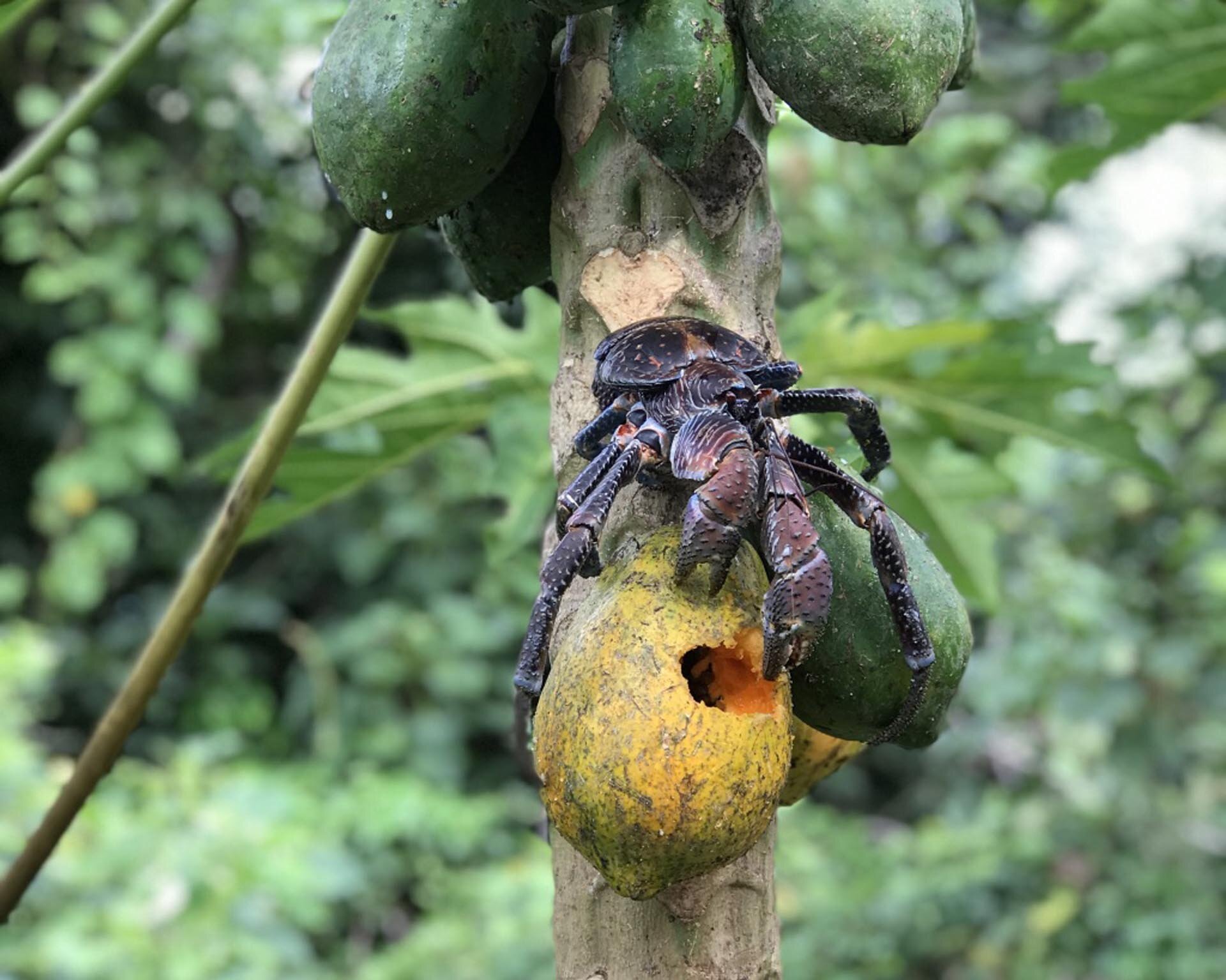 Protected coconut crab feeding on fresh papaya on Kaibu Island ©Vatuvara Foundation.jpg