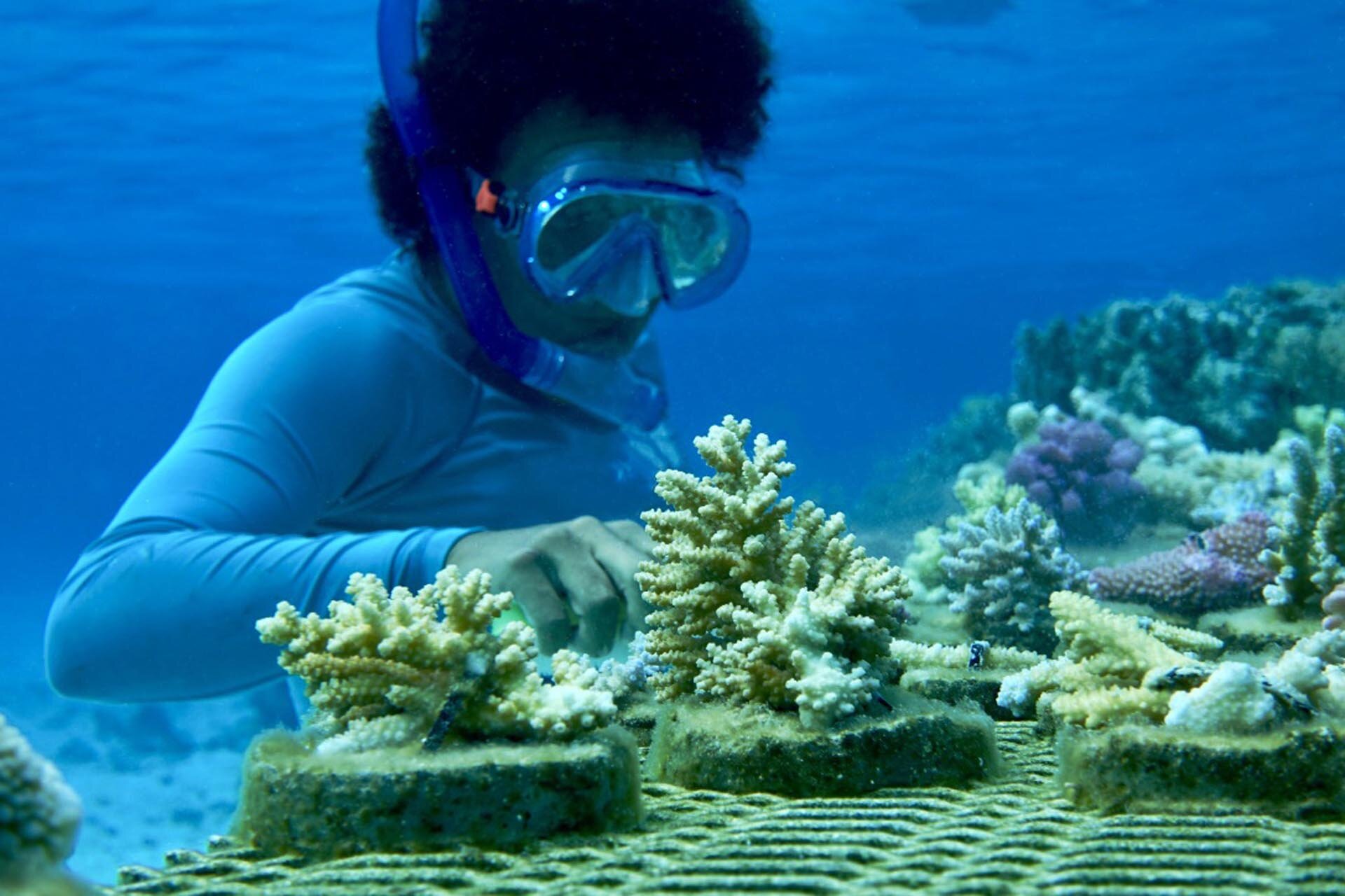 Vatuvara Foundation Marine Scientist, Tyler Rae Chung, monitoring lagoon coral nuseries in Northern Lau ©Vatuvara Foundation.jpg