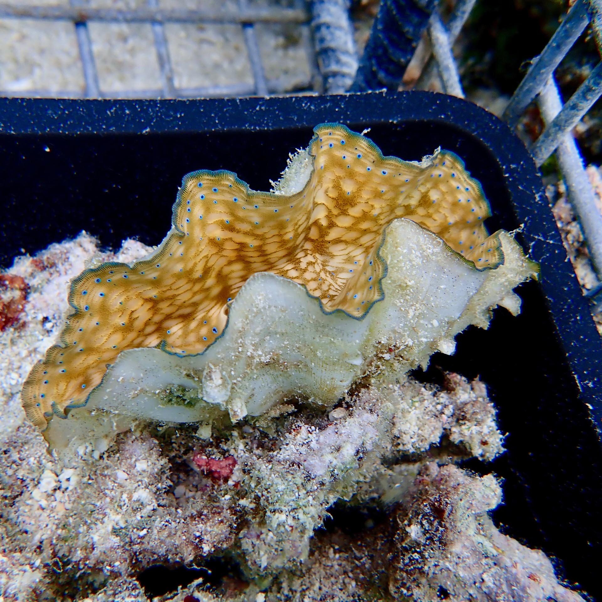 Giant Clam Nursery - Close up of a juvenile giant clam at 6 weeks old.jpg
