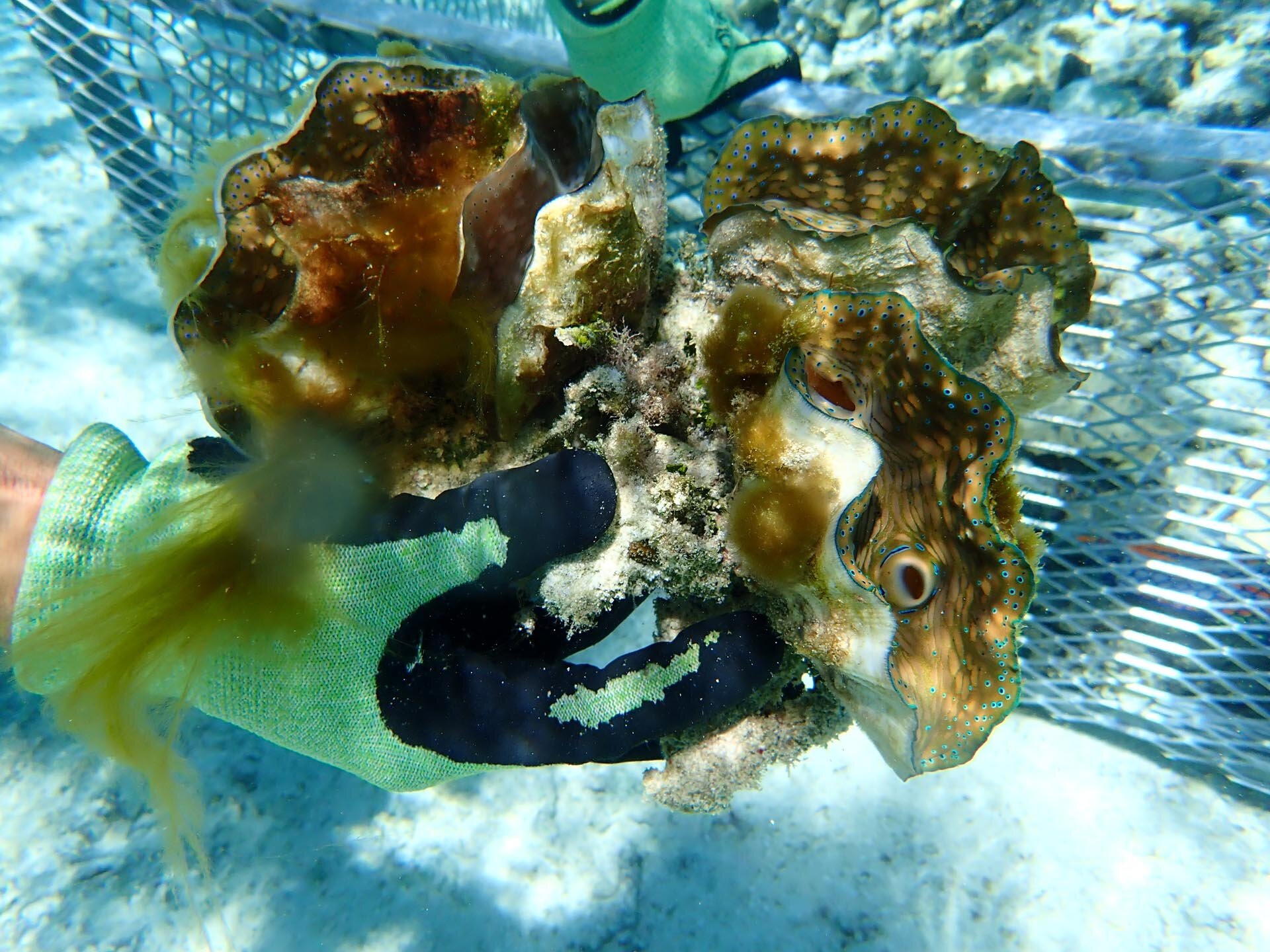 Giant Clams being transferred into larger cage ©Katy Miller.jpg