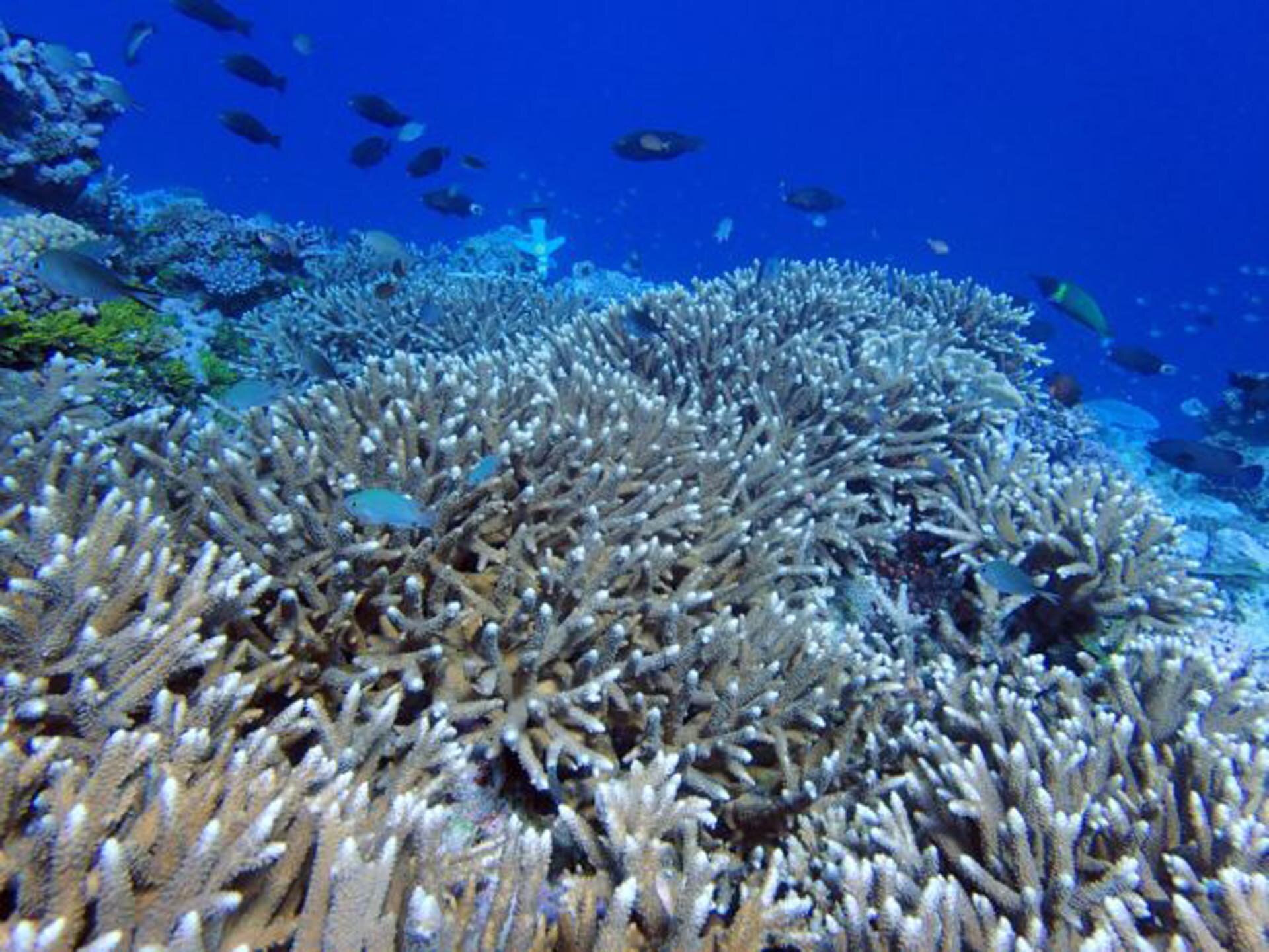 Marine survey - Healthy thickets of Acropora corals found on reefs at Kanacea Island Photo-by-Sangeeta-Mangubhai-600x450.jpg