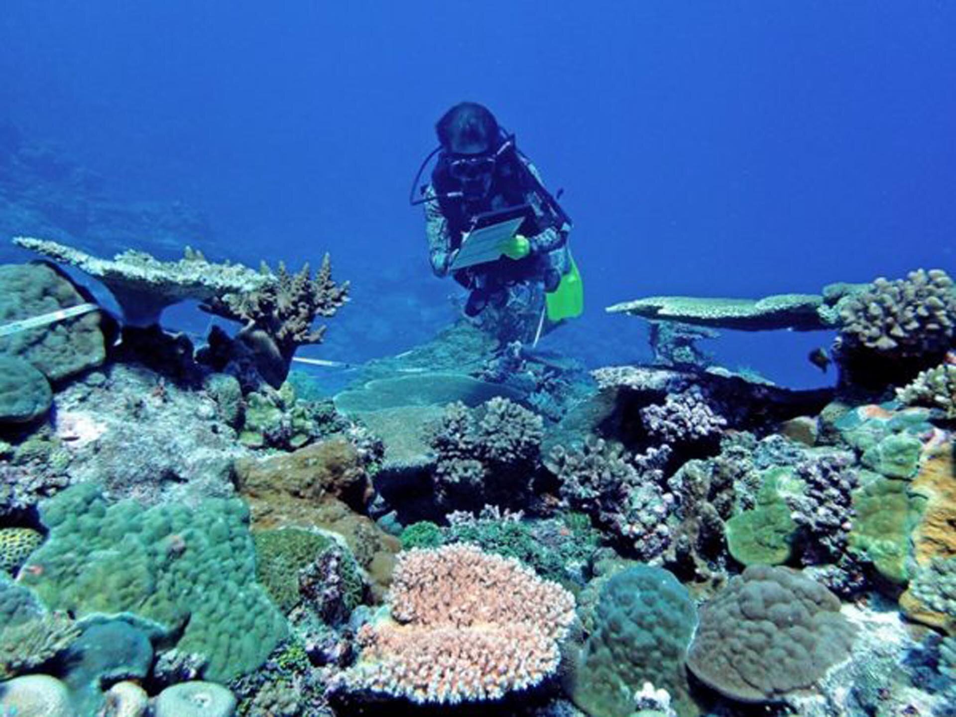 Marine survey - scientist recording benthic cover on reefs  ©Sangeeta-Mangubhai.jpg
