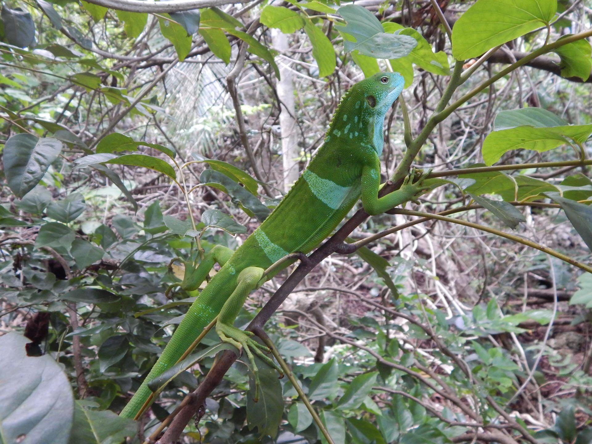 Banded iguana @Steve Cranwell.jpg