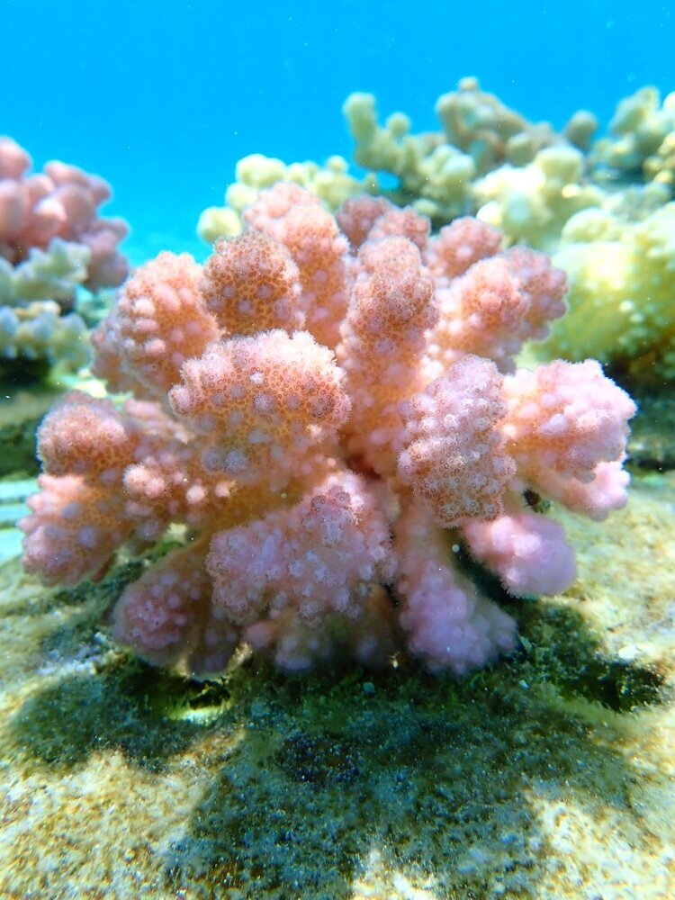 Coral+nursery+growing+©Vatuvara+Fondation.jpg