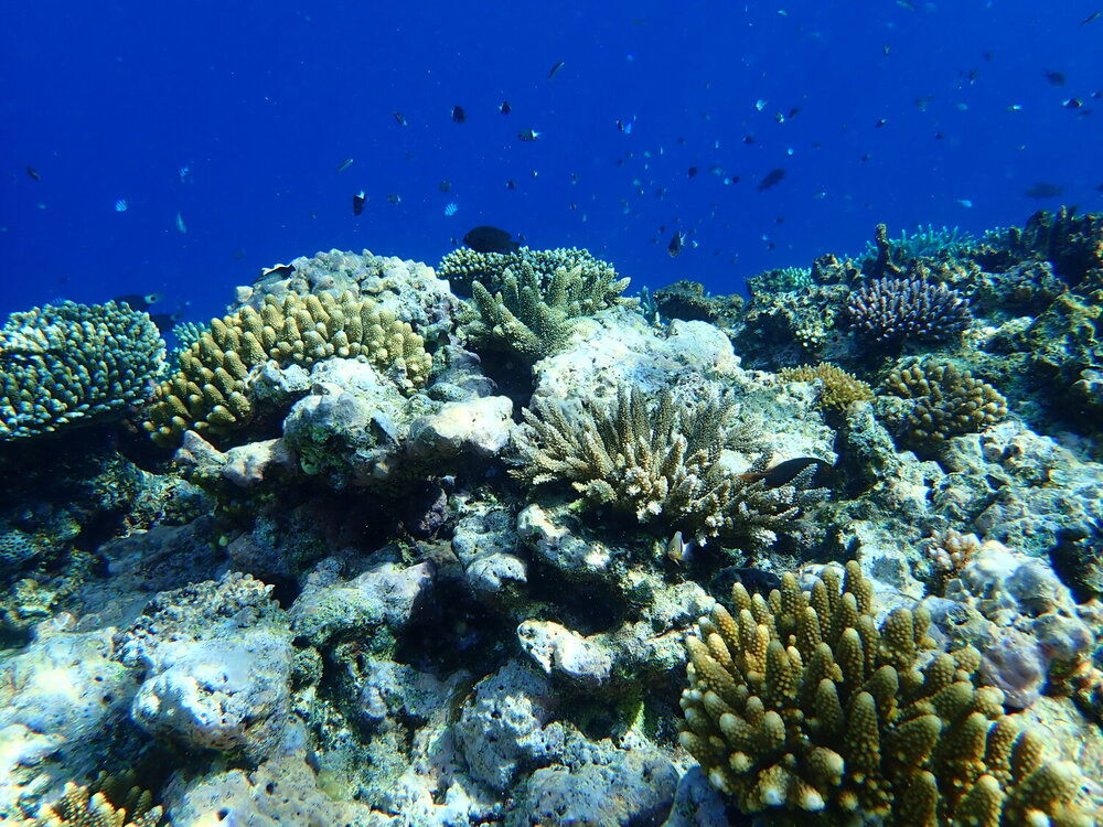 Coral+reef+©Vatuvara+Foundation.jpeg